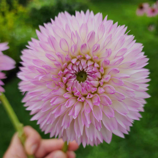 sefton silvertop dahlia canada