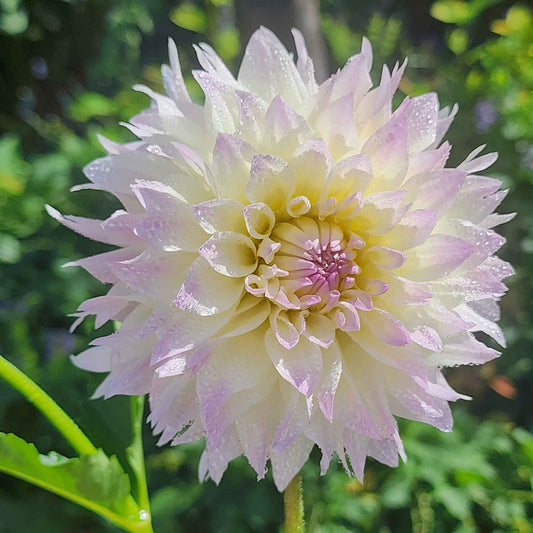 tahoma early dawn dahlia canada