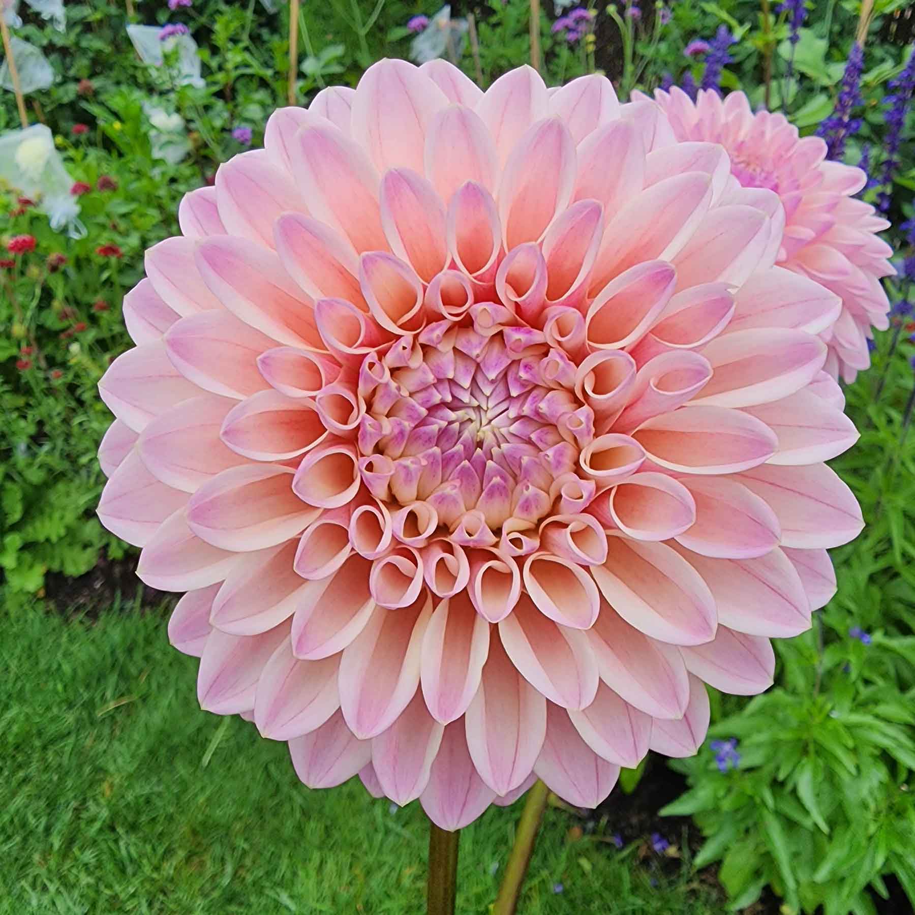 coralie dahlia canada