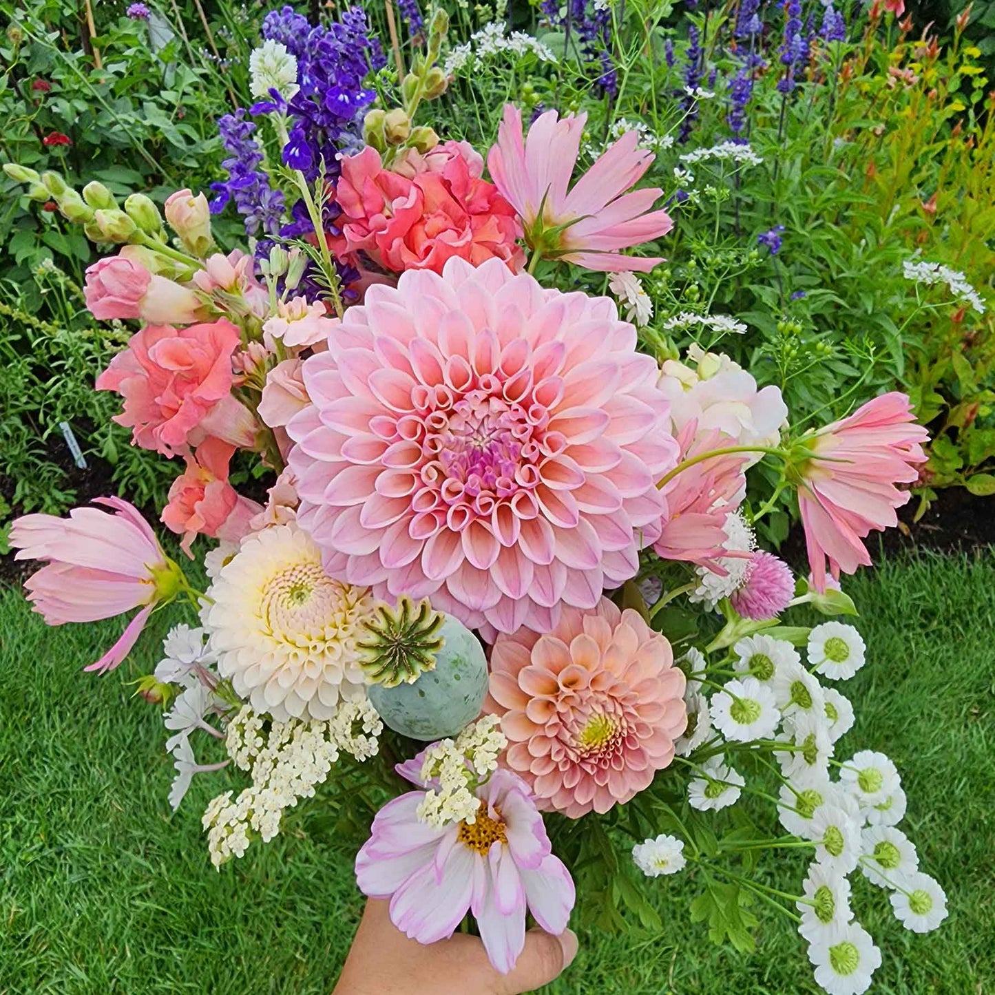 cut flowers bouquet with Coralie dahlia