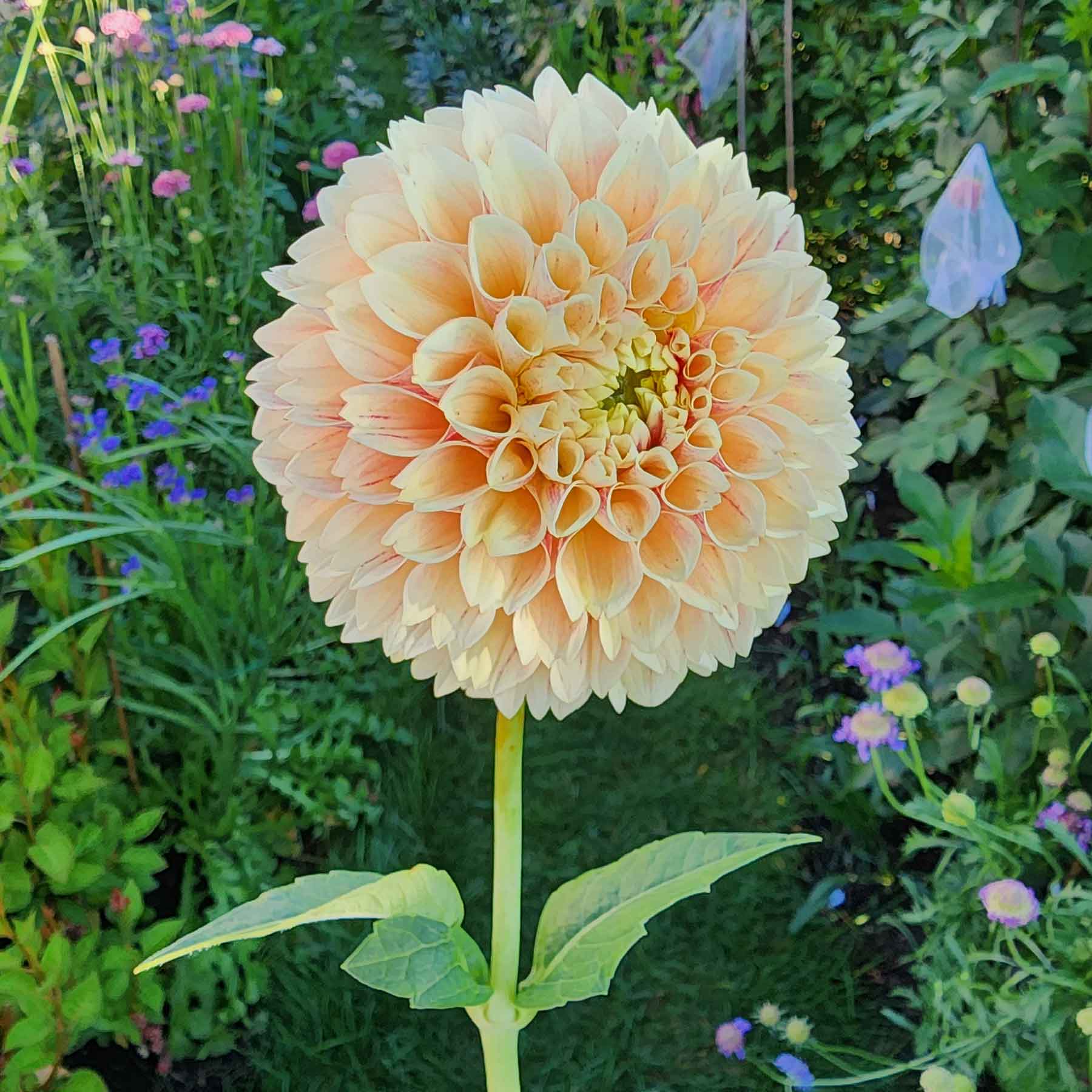 sweet suzanne dahlias canada tubers