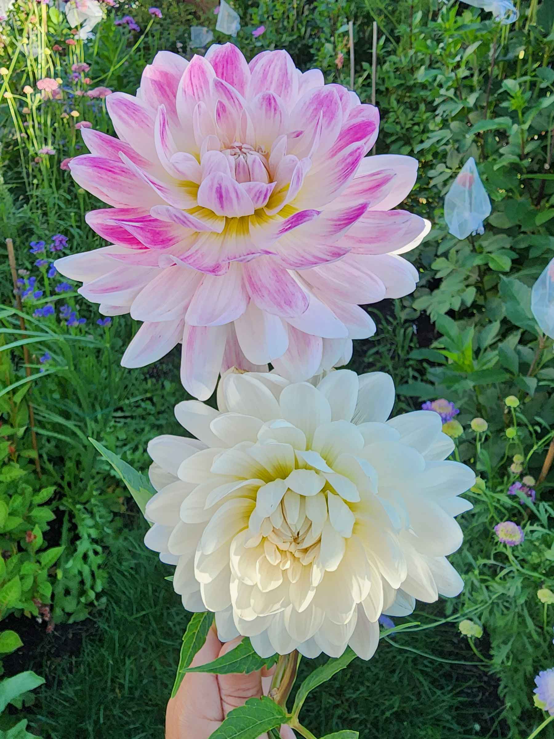 kelgai ann dahlias canada