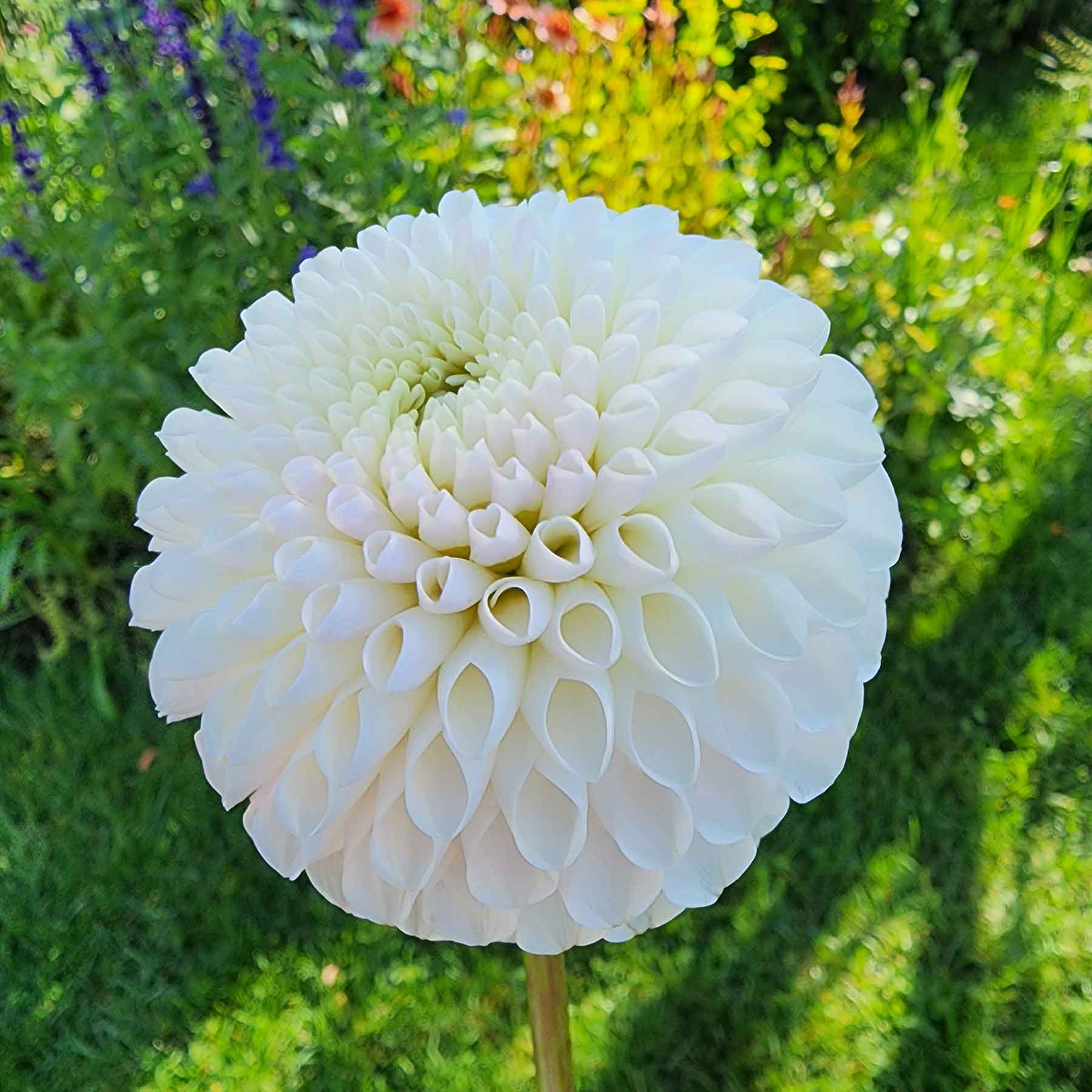 camano zoe dahlia canada