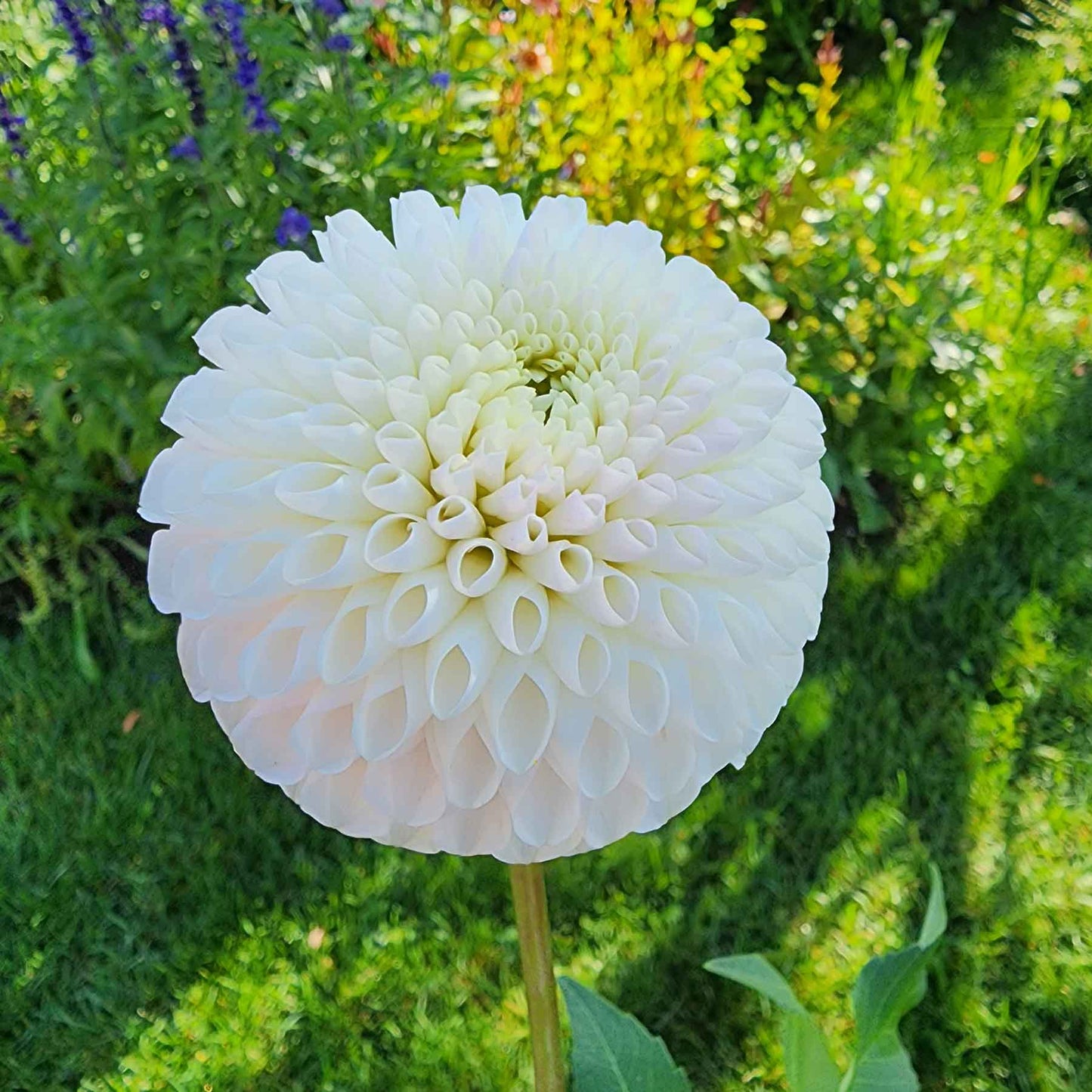 Dahlia Camano Zoe (tuber)