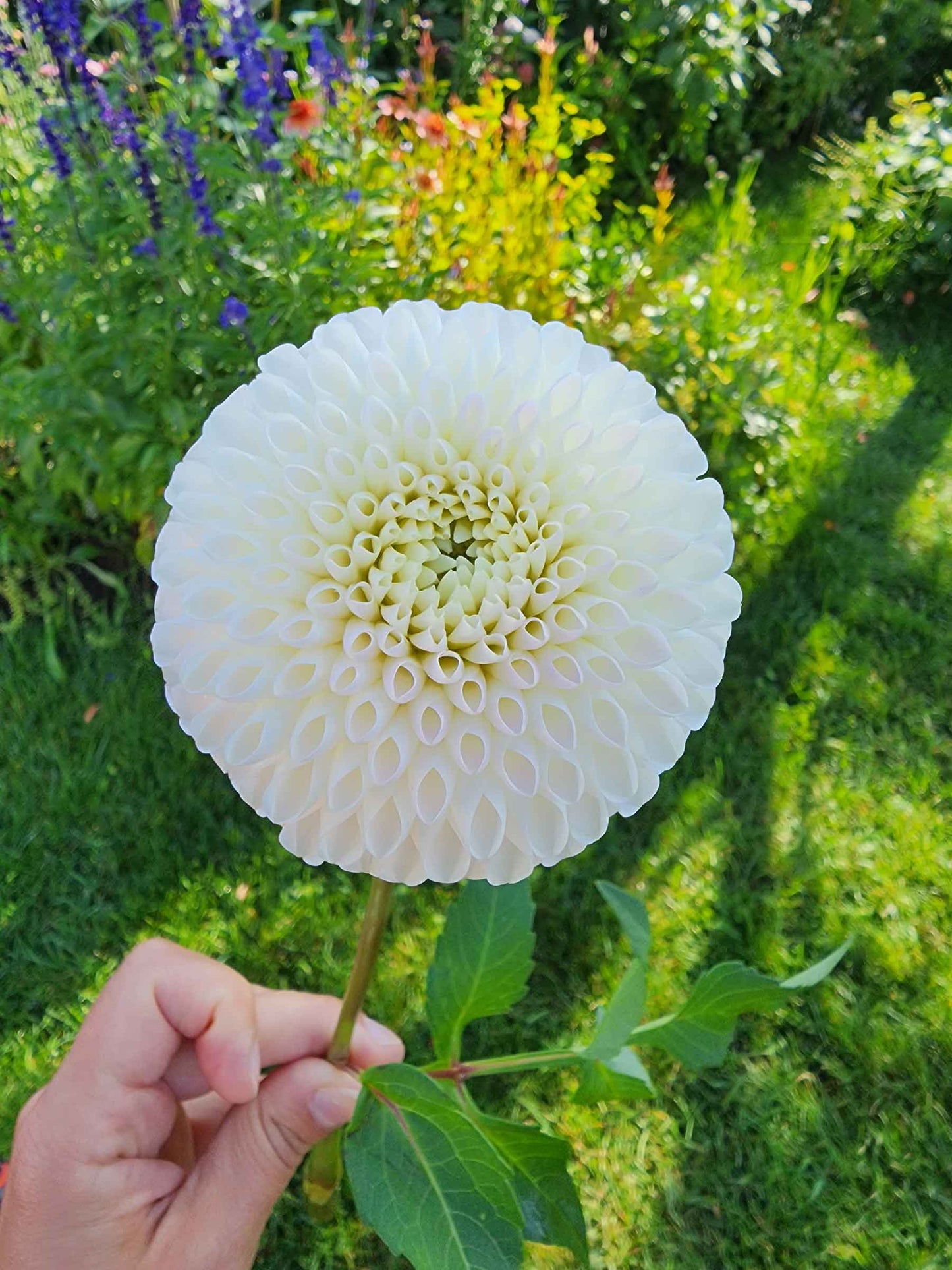 Dahlia Camano Zoe (tuber)