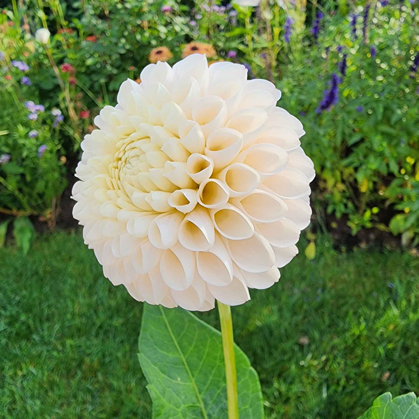 camano zoe dahlia tuber