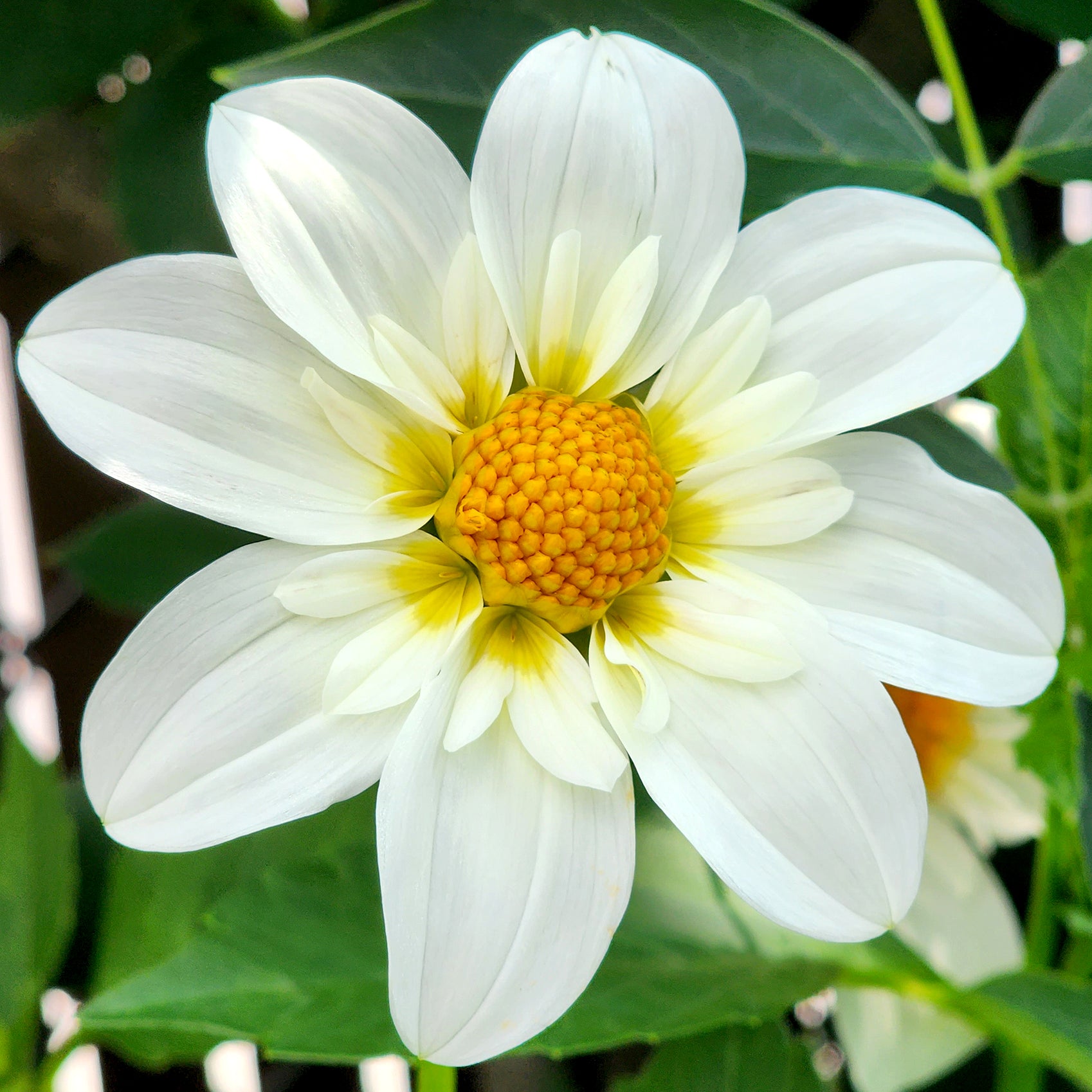 Alpen Cherub dahlia canada