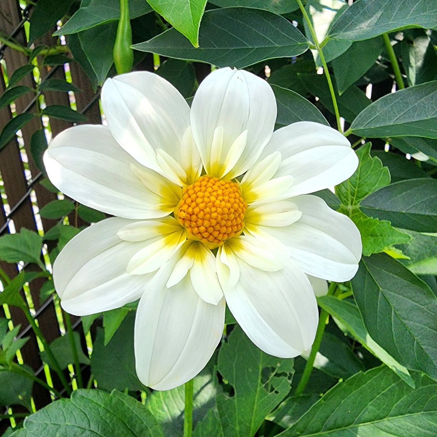 alpen cherub dahlia tubers