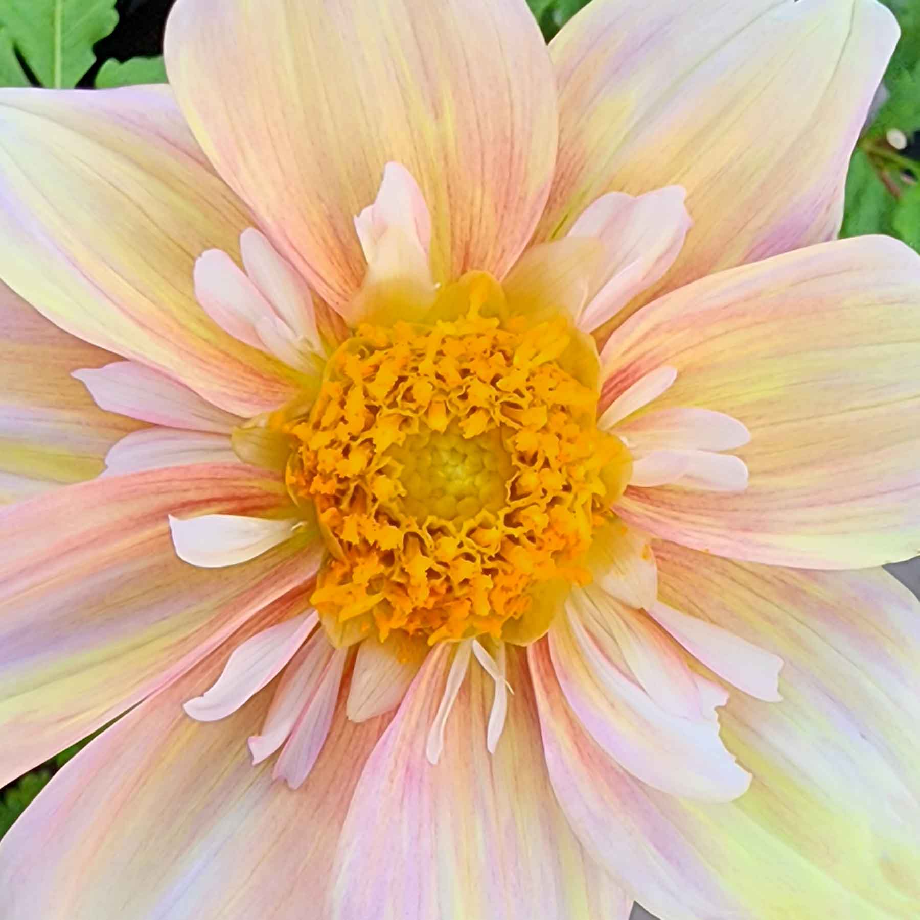 apple blossom dahlia tubers canada