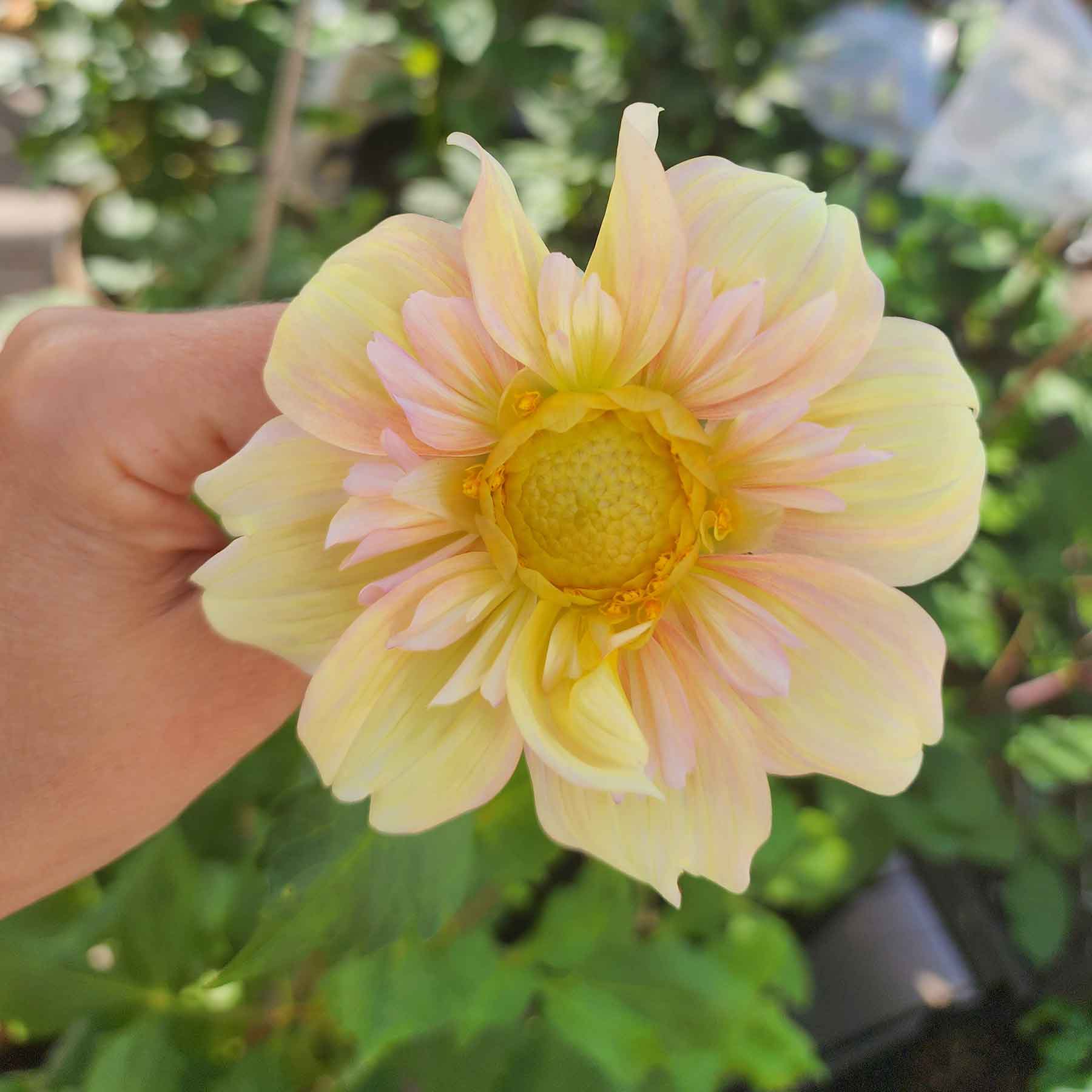 apple blossom dahlia canada