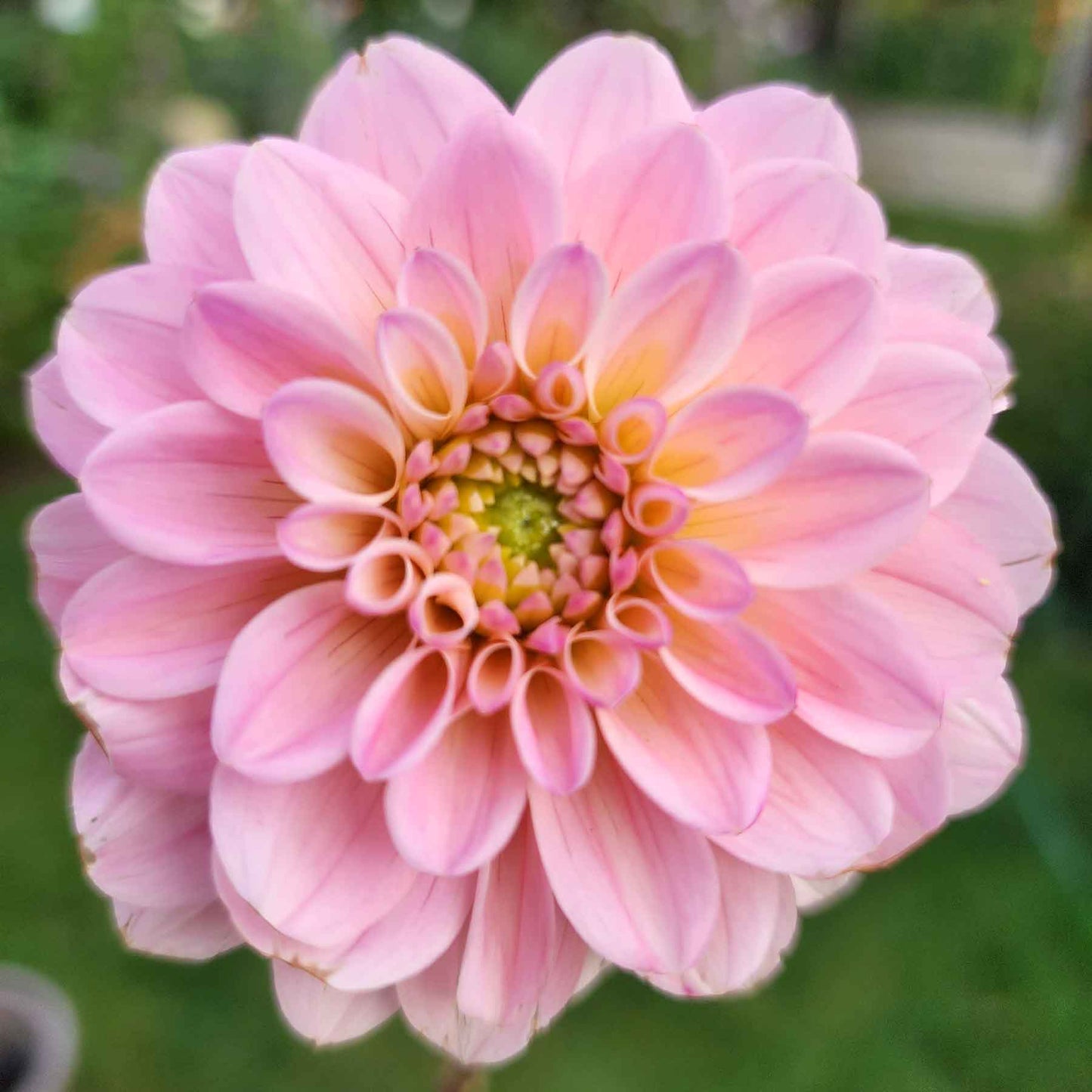 Be Bop Dahlia Canada