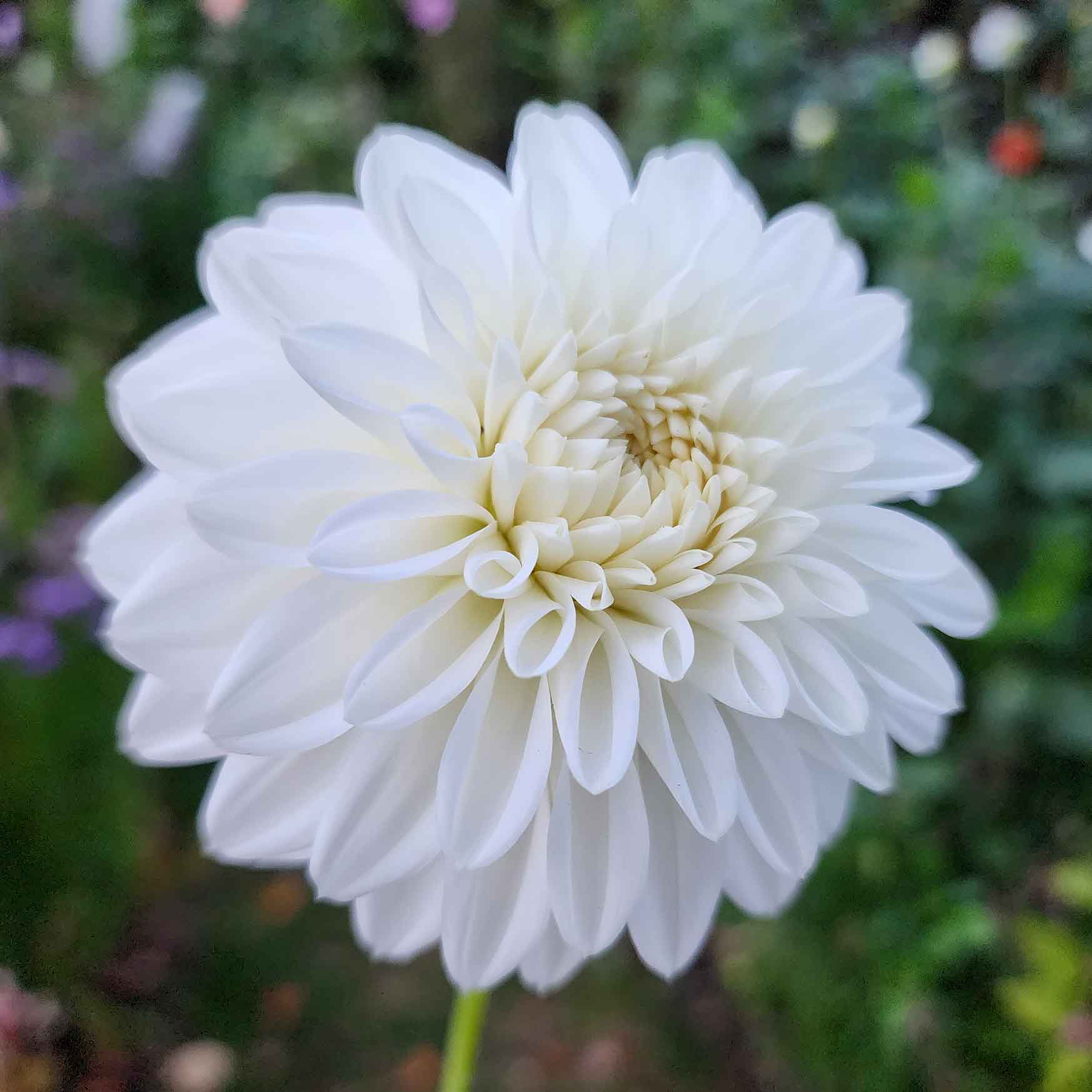 blizzard dahlia tubers canada