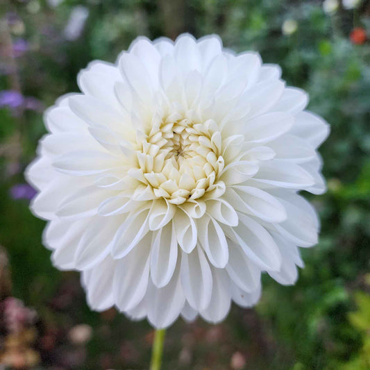 blizzard dahlia canada