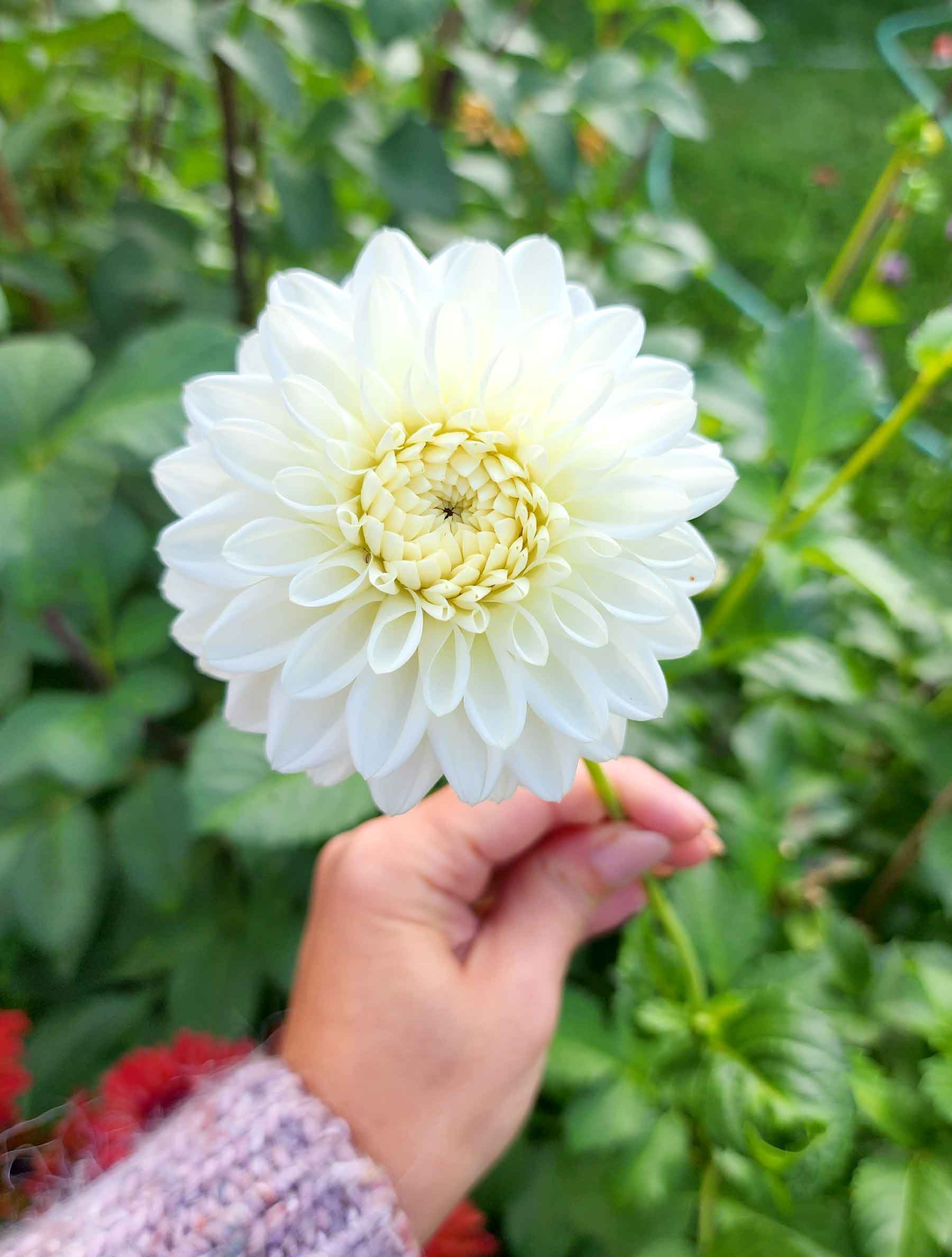 blizzard white dahlia