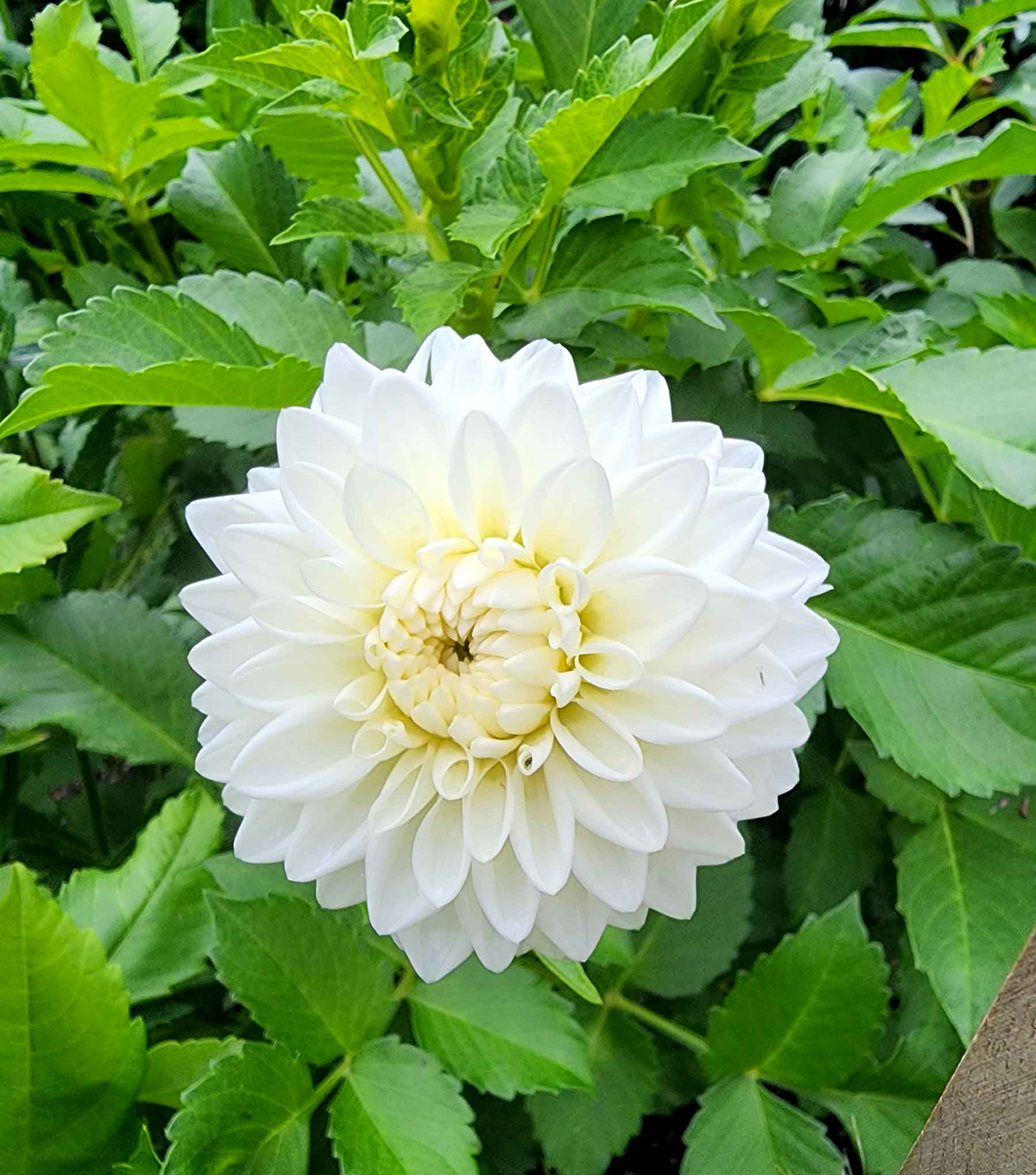 dahlia blizzard canada