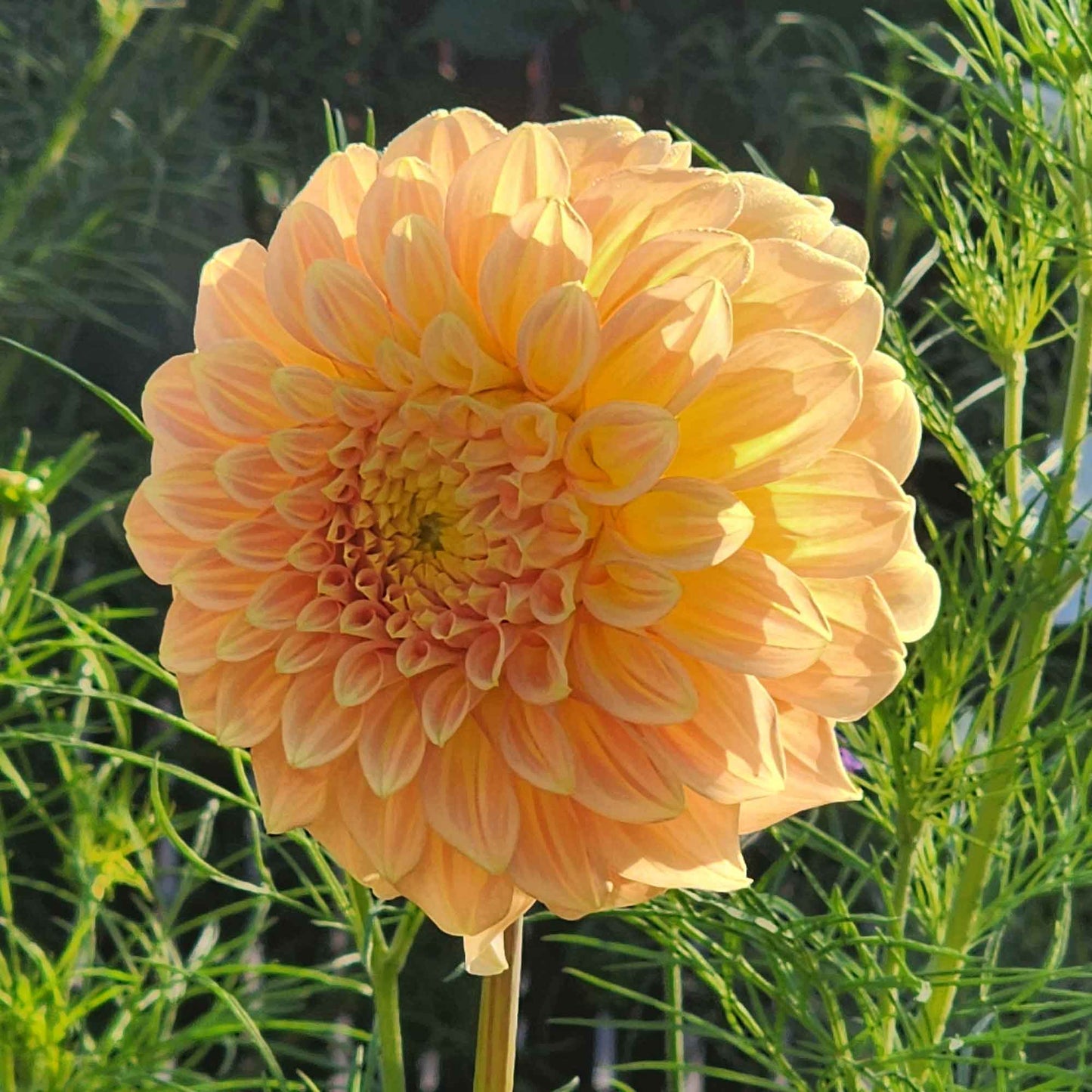 Dahlia Bracken Sarah (tuber)