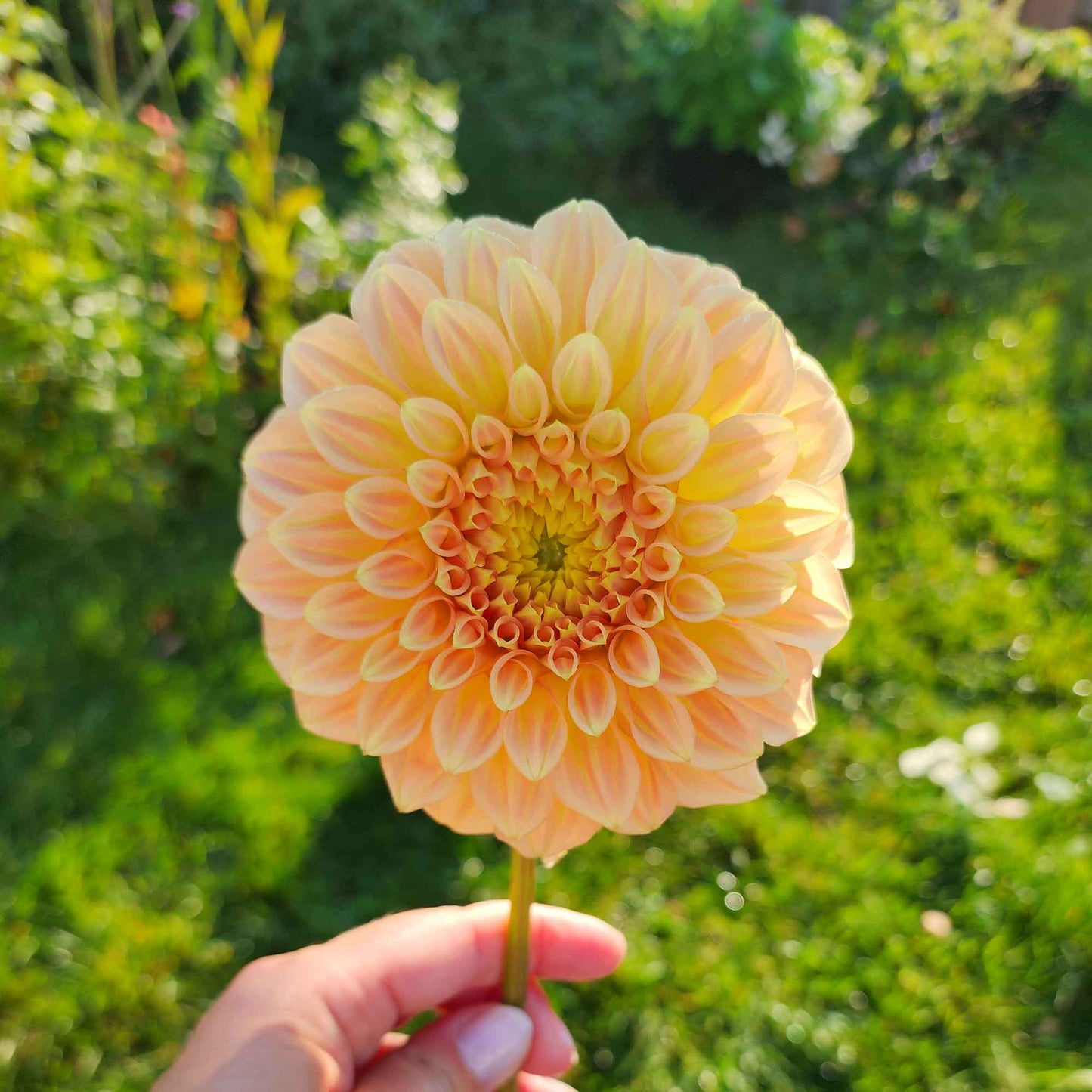 Dahlia Bracken Sarah (tuber)