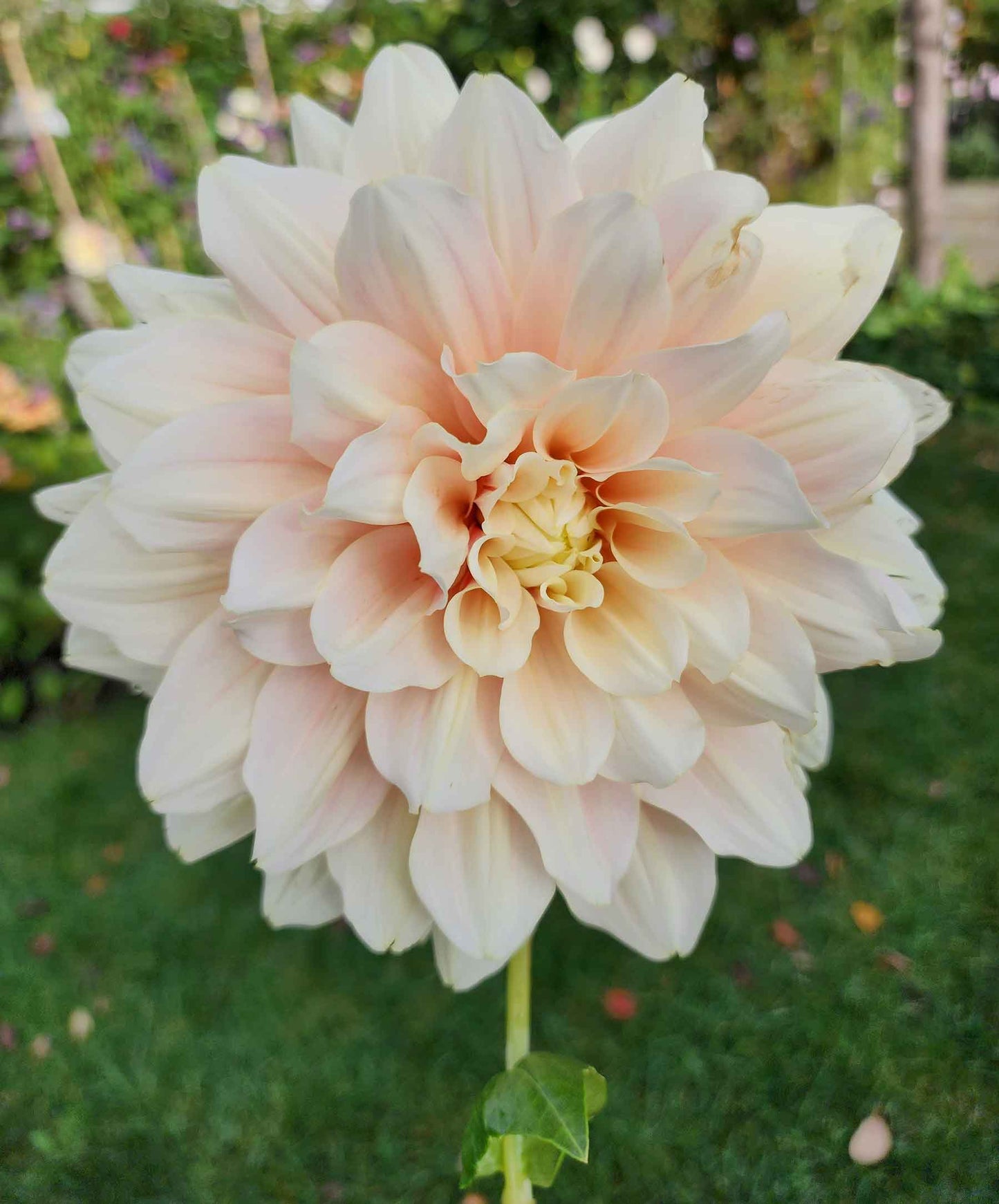 break out dahlia canada jamais sans mes fleurs