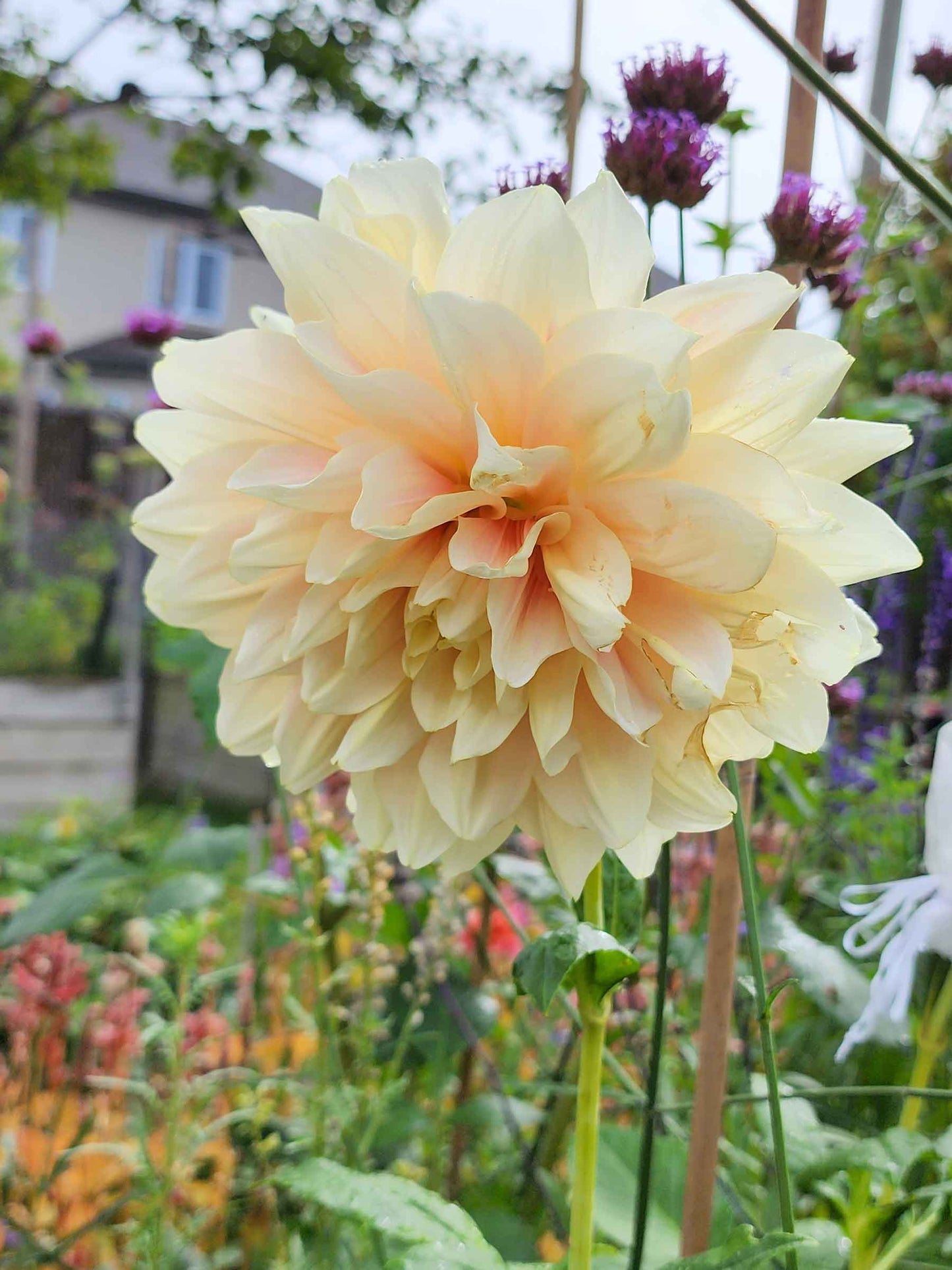 cut flower garden zone 5b