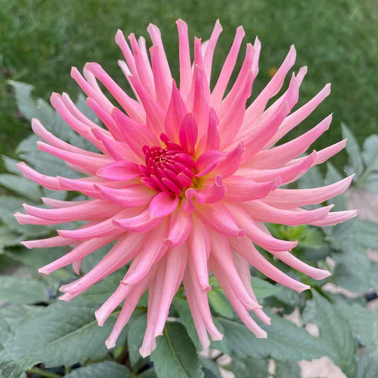 Bristol Karma dahlia tuber