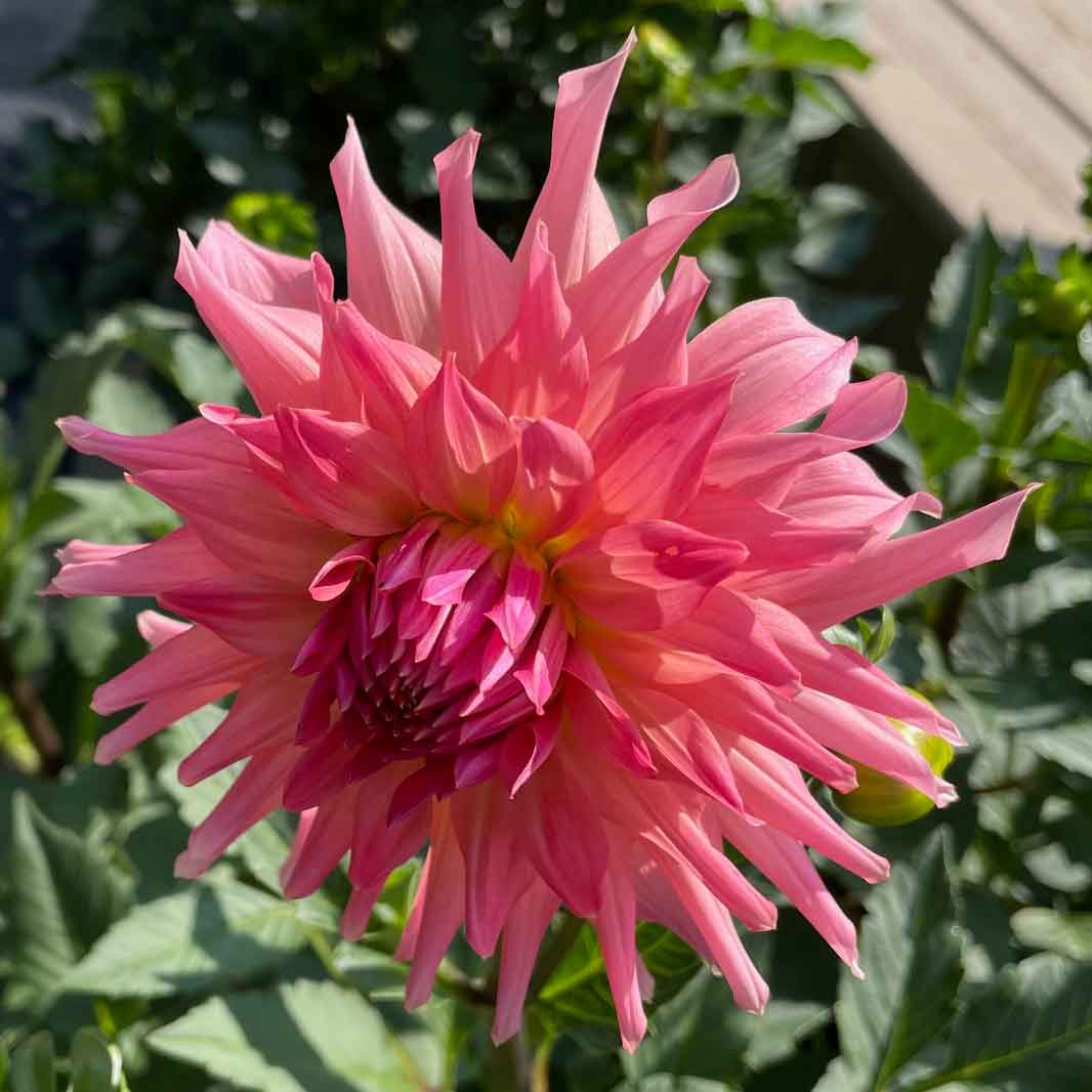 Bristol Karma dahlia Canada