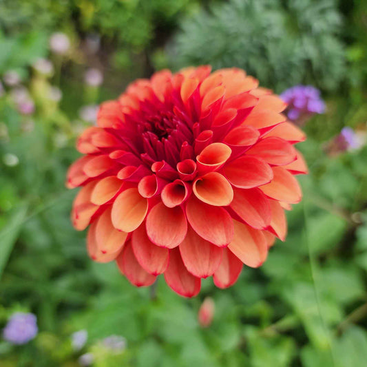 brown sugar dahlia canada