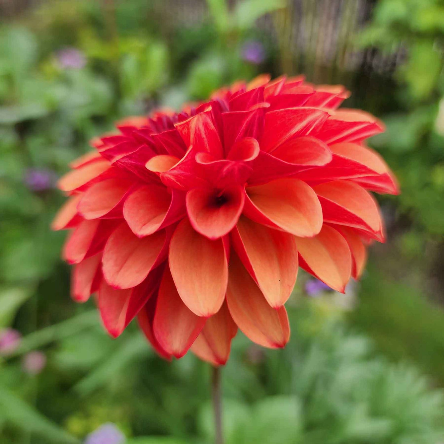 brown sugar dahlia canada