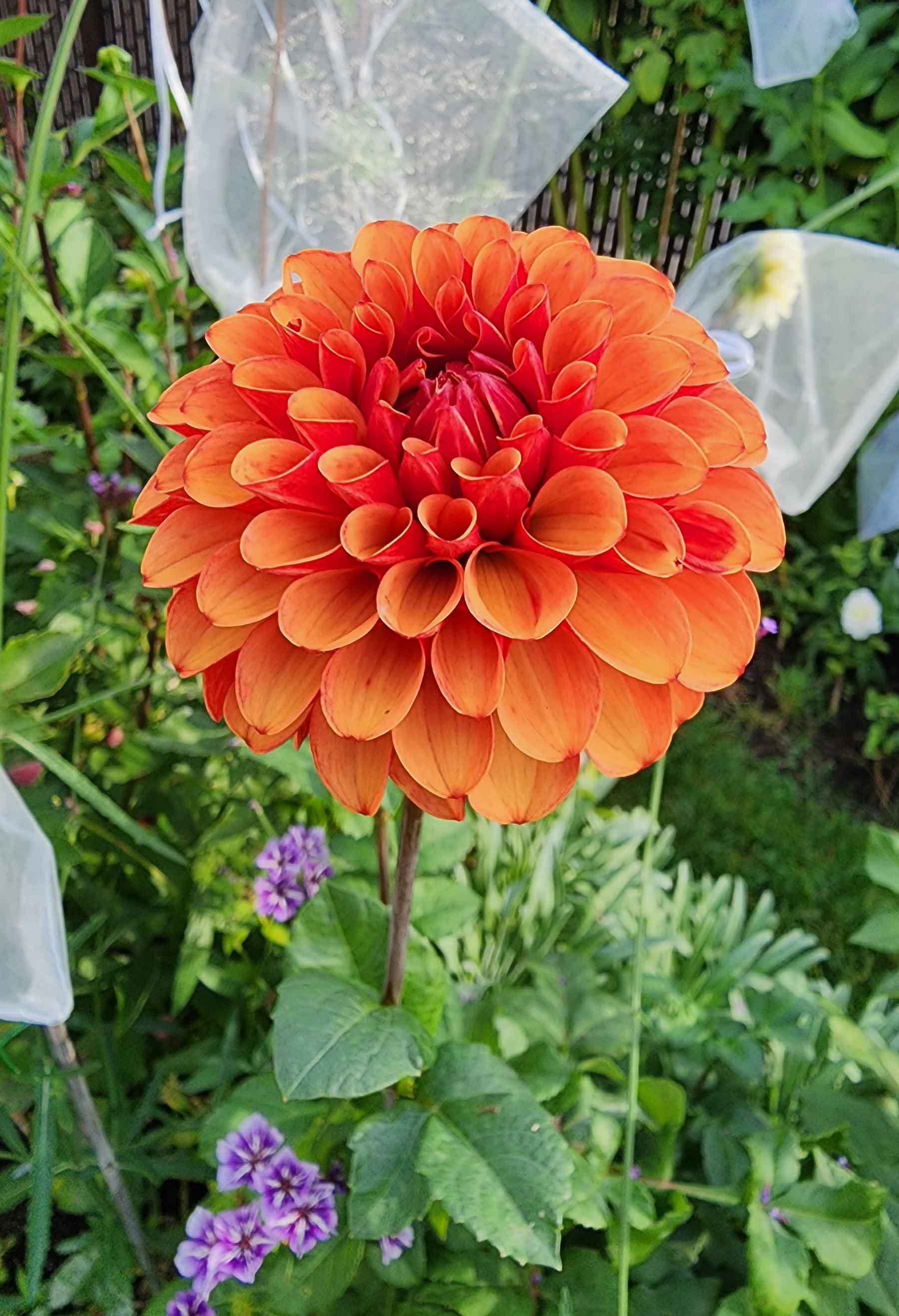 dahlia brown sugar