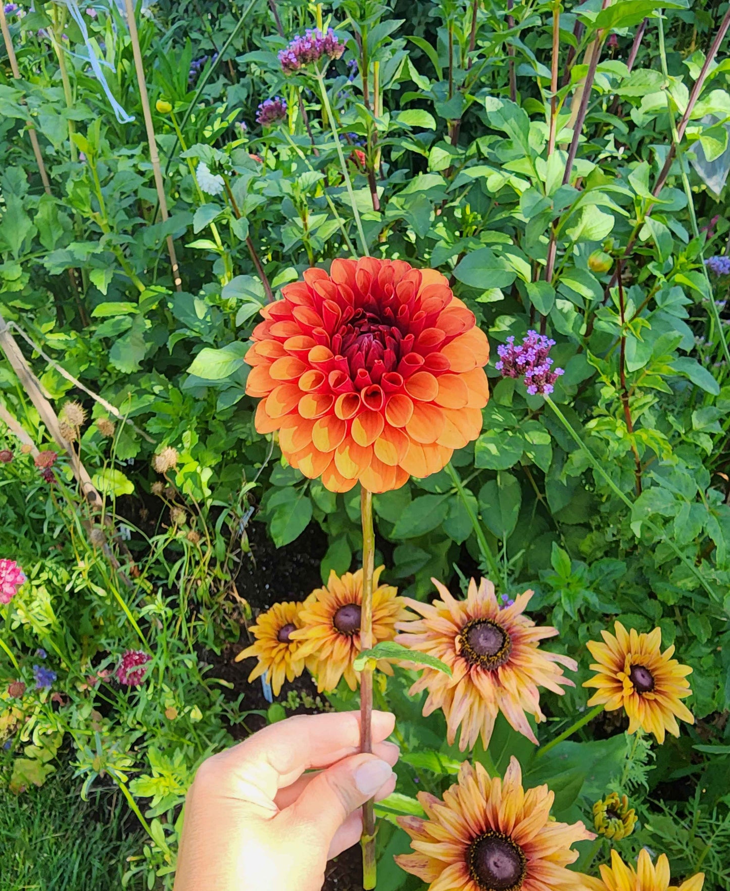 orange dahlia brown sugar