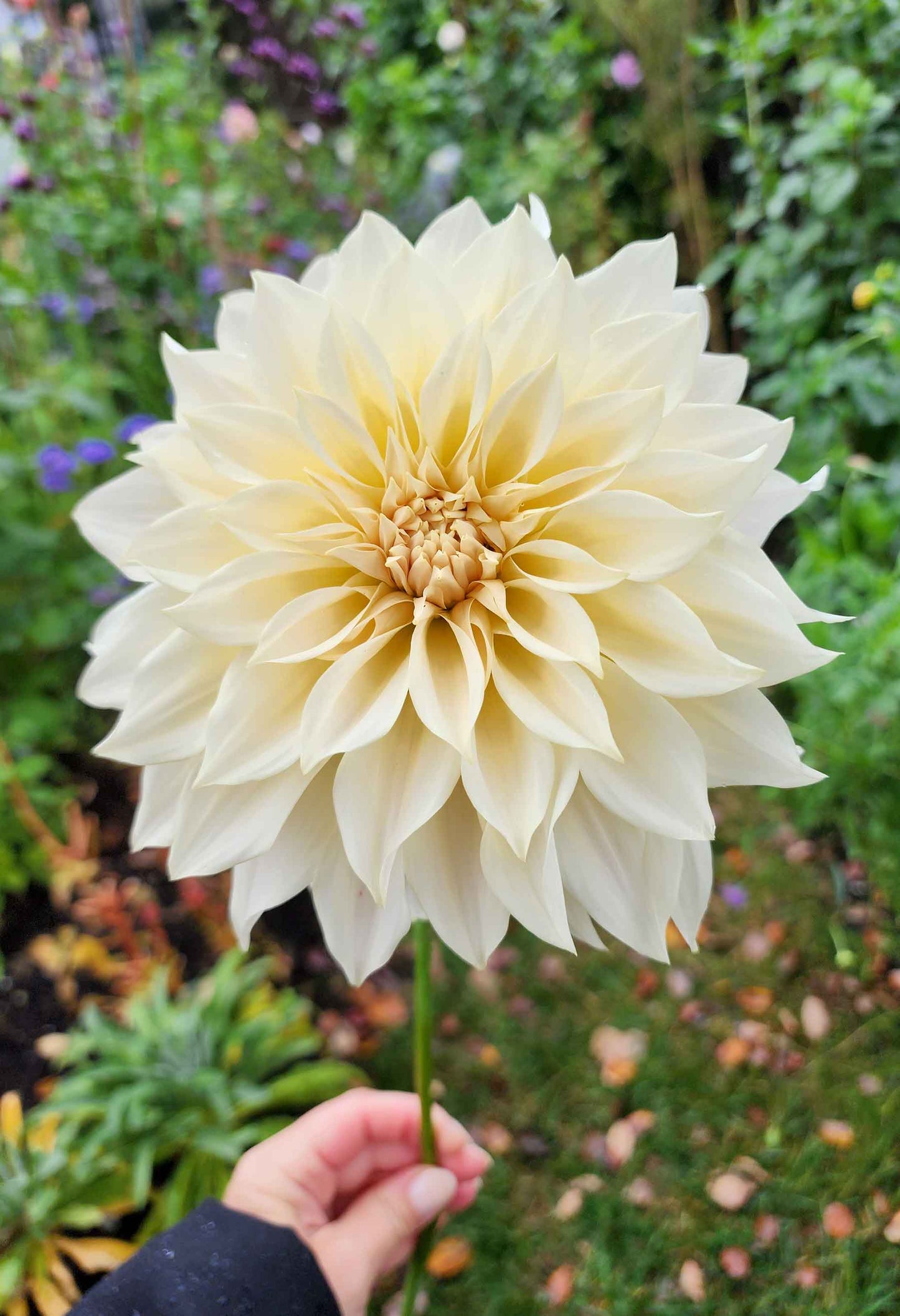 Cafe au lait dahlia