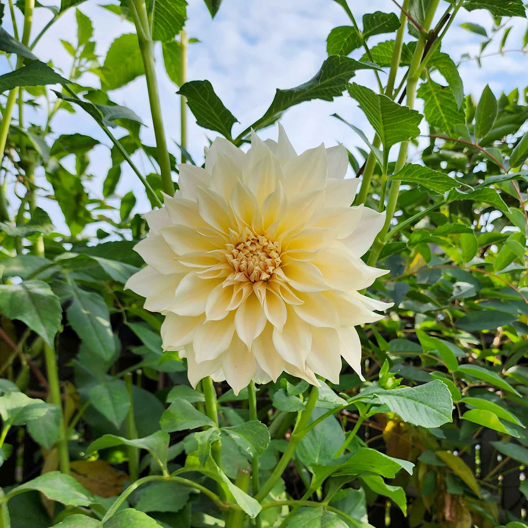 cafe au lait dahlia canada