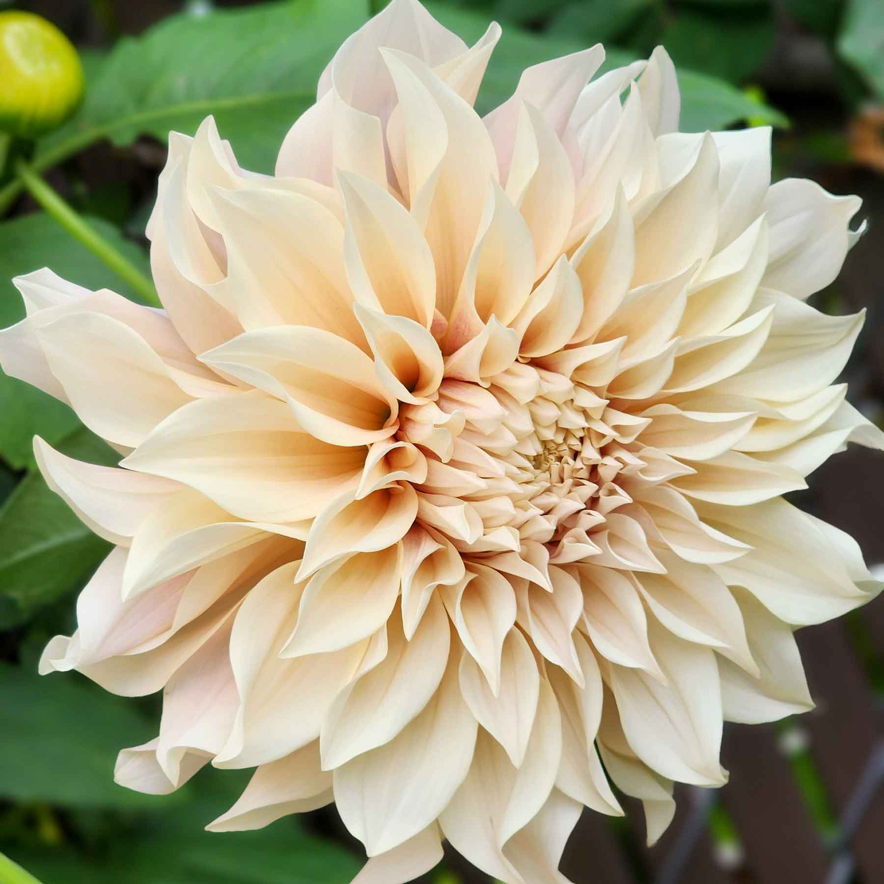 cafe au lait dahlia canada