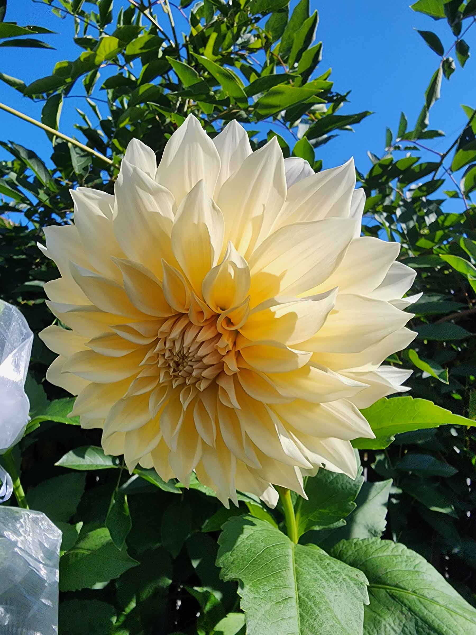 cafe au lait dahlia