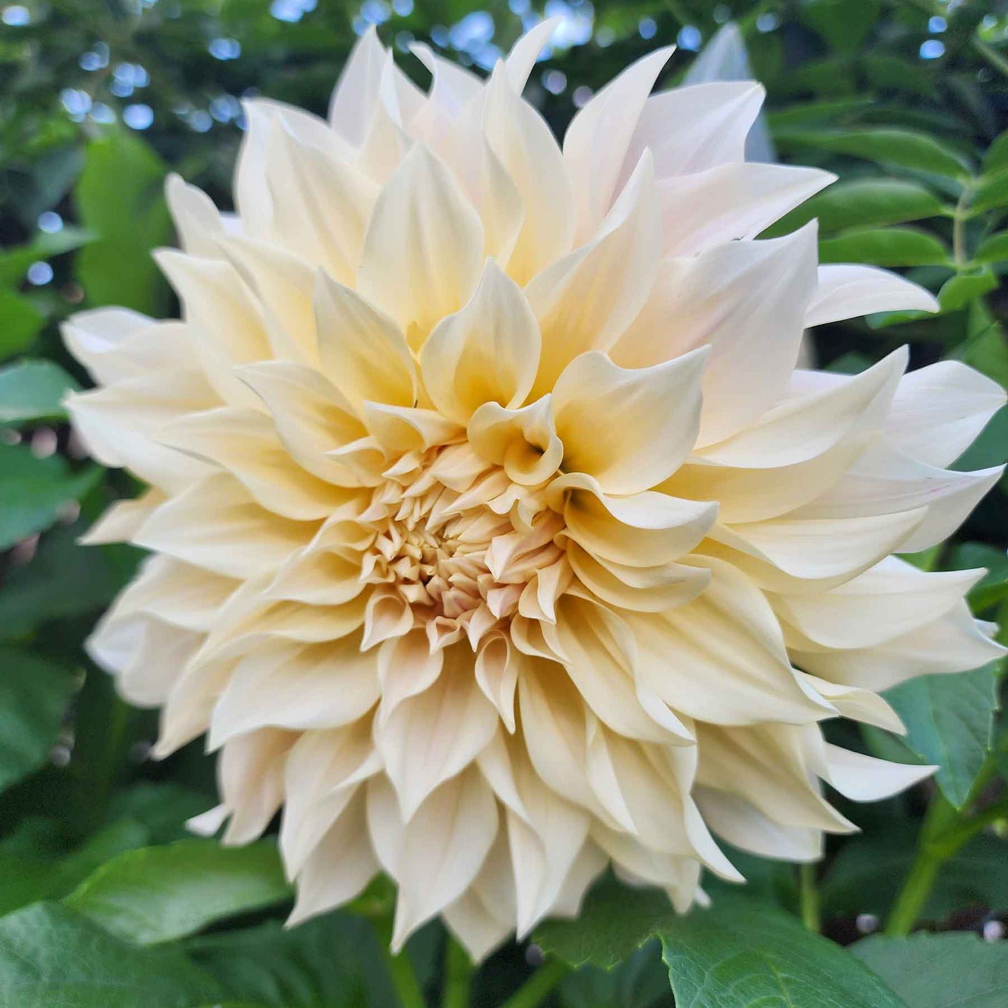 cafe au lait dinnerplate dahlia