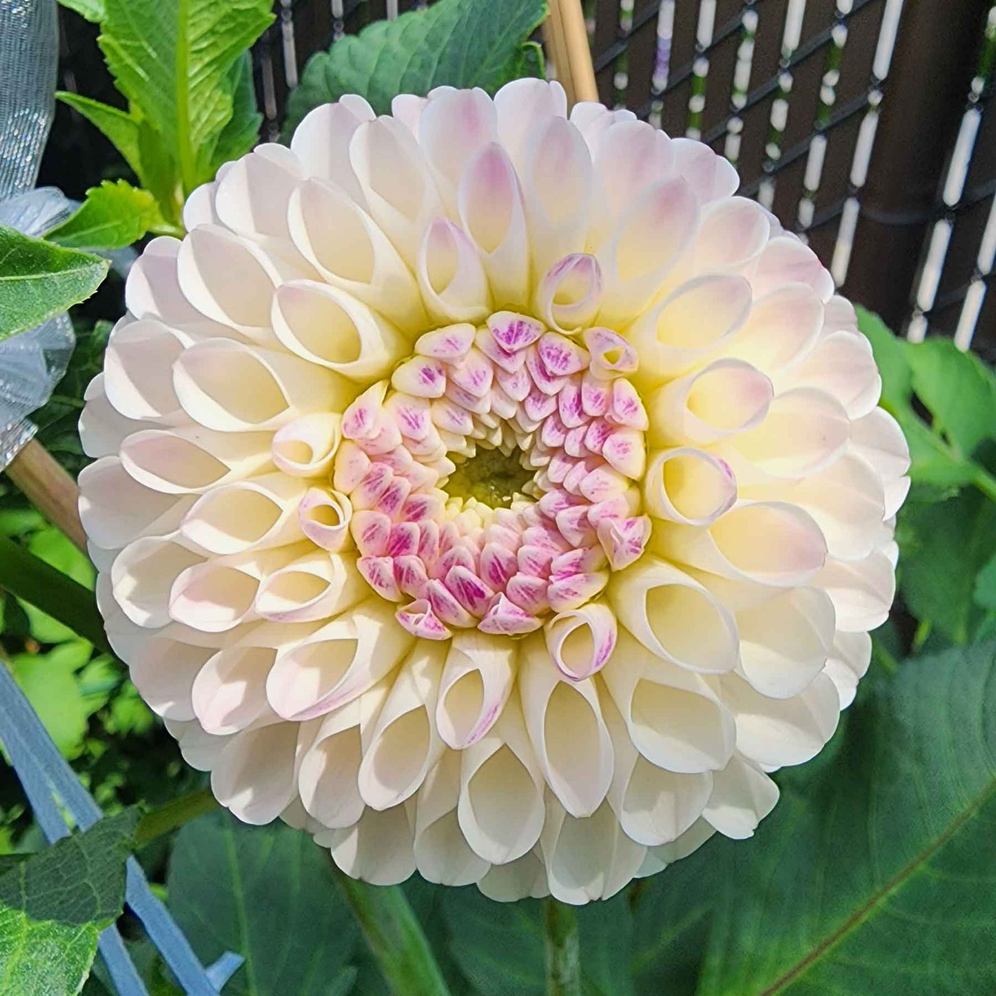 Camano Zoe dahlia Canada tubers