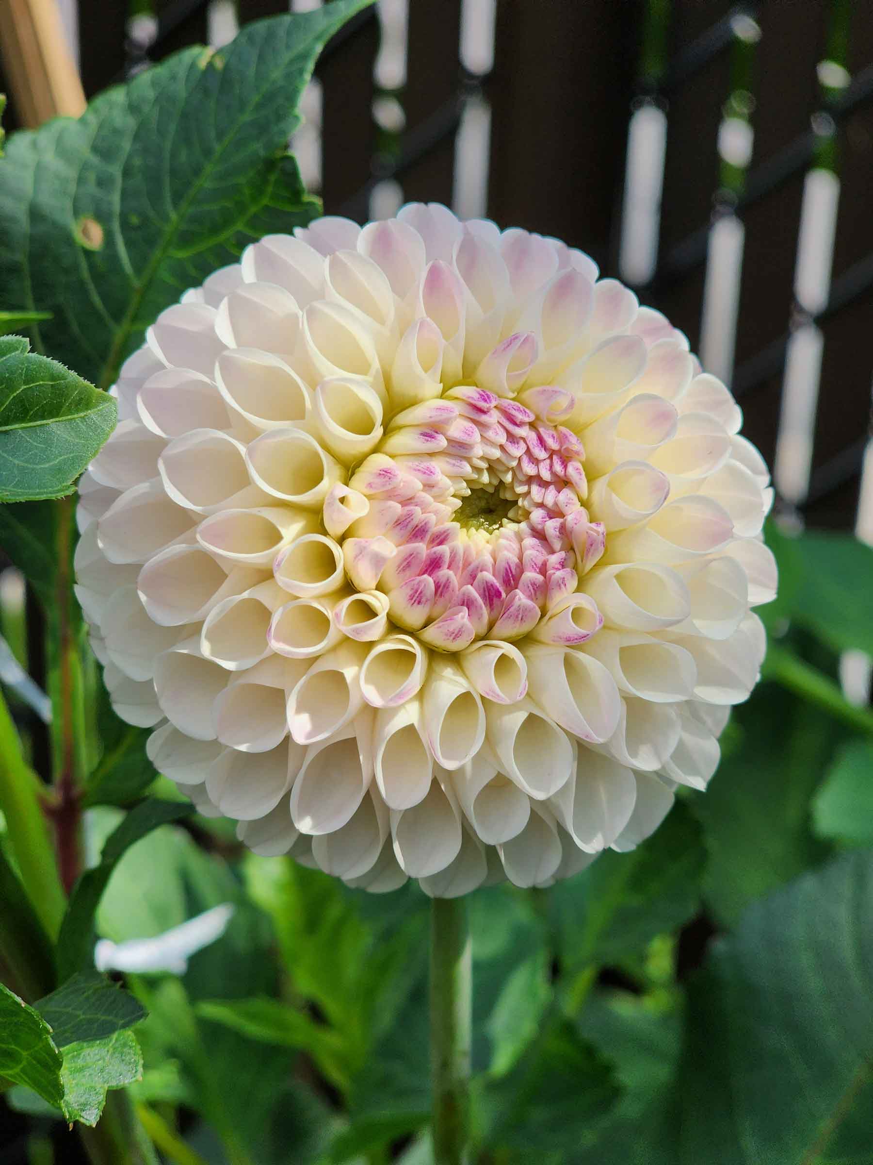 Camano Zoe dahlia Jamais Sans Mes Fleurs Canada