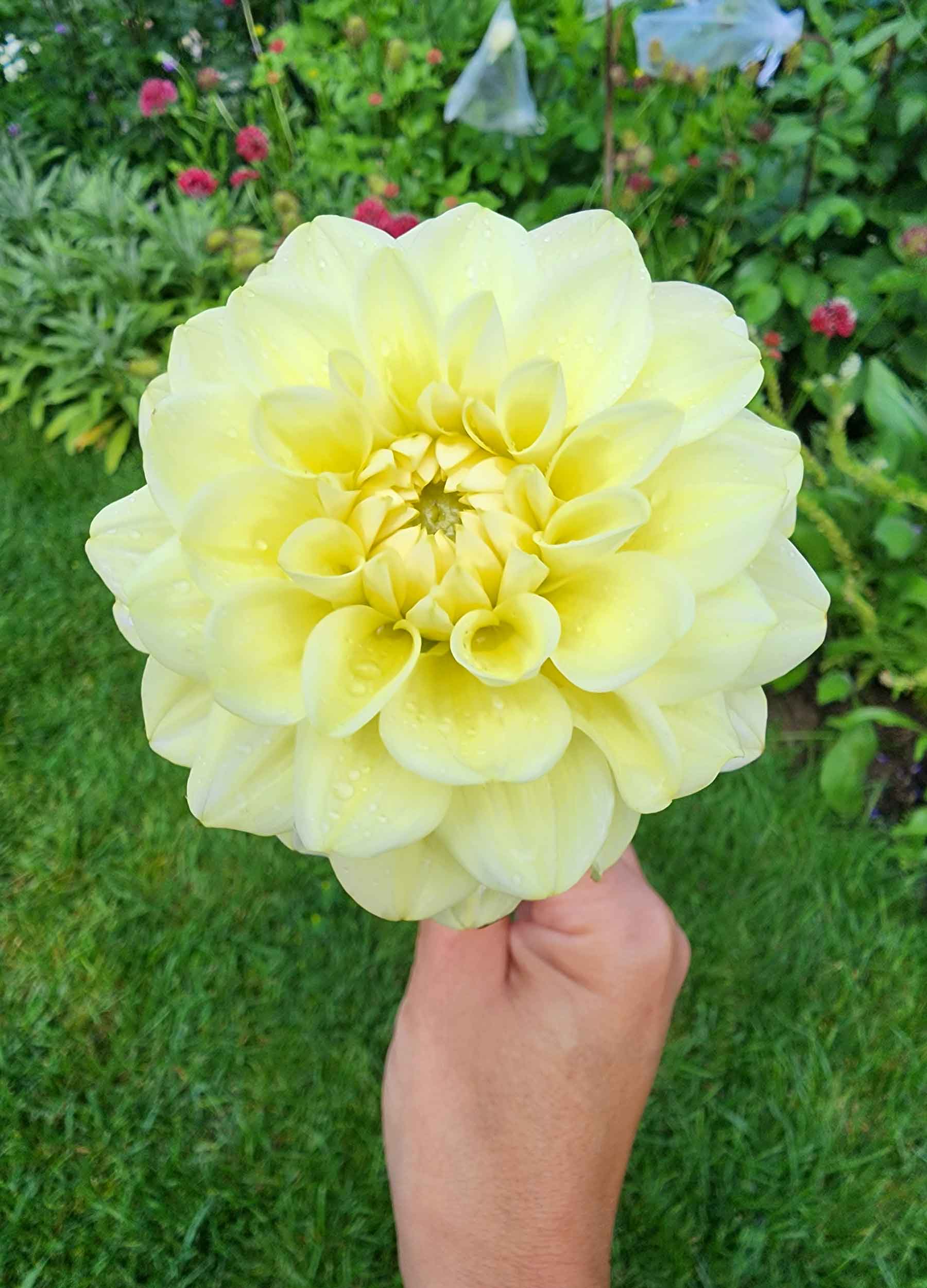 dahlia caramel antique