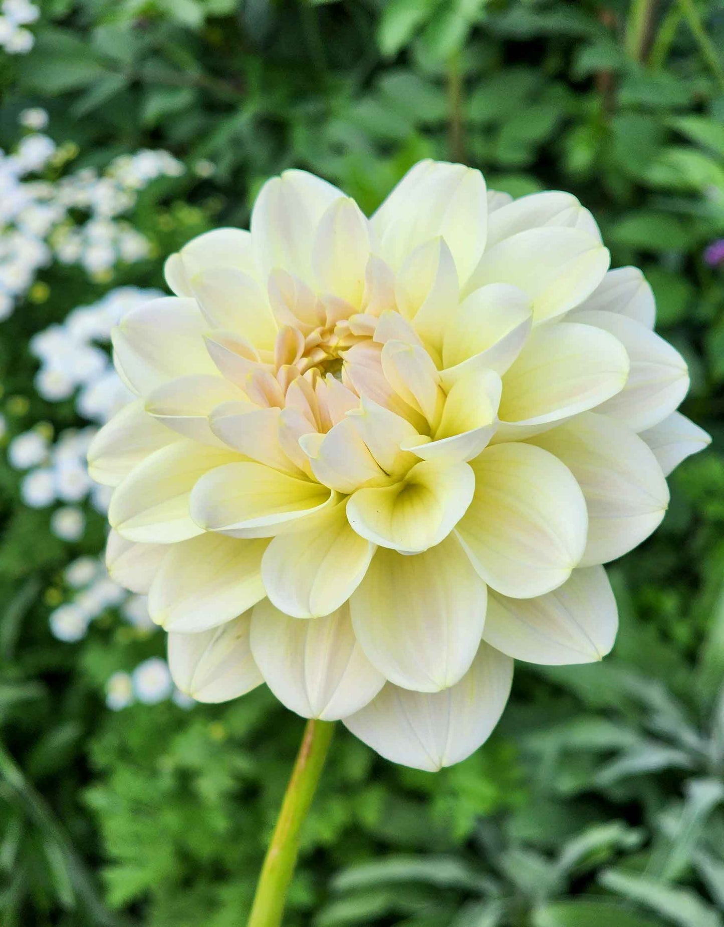 Caramel antique dahlia jamais sans mes fleurs