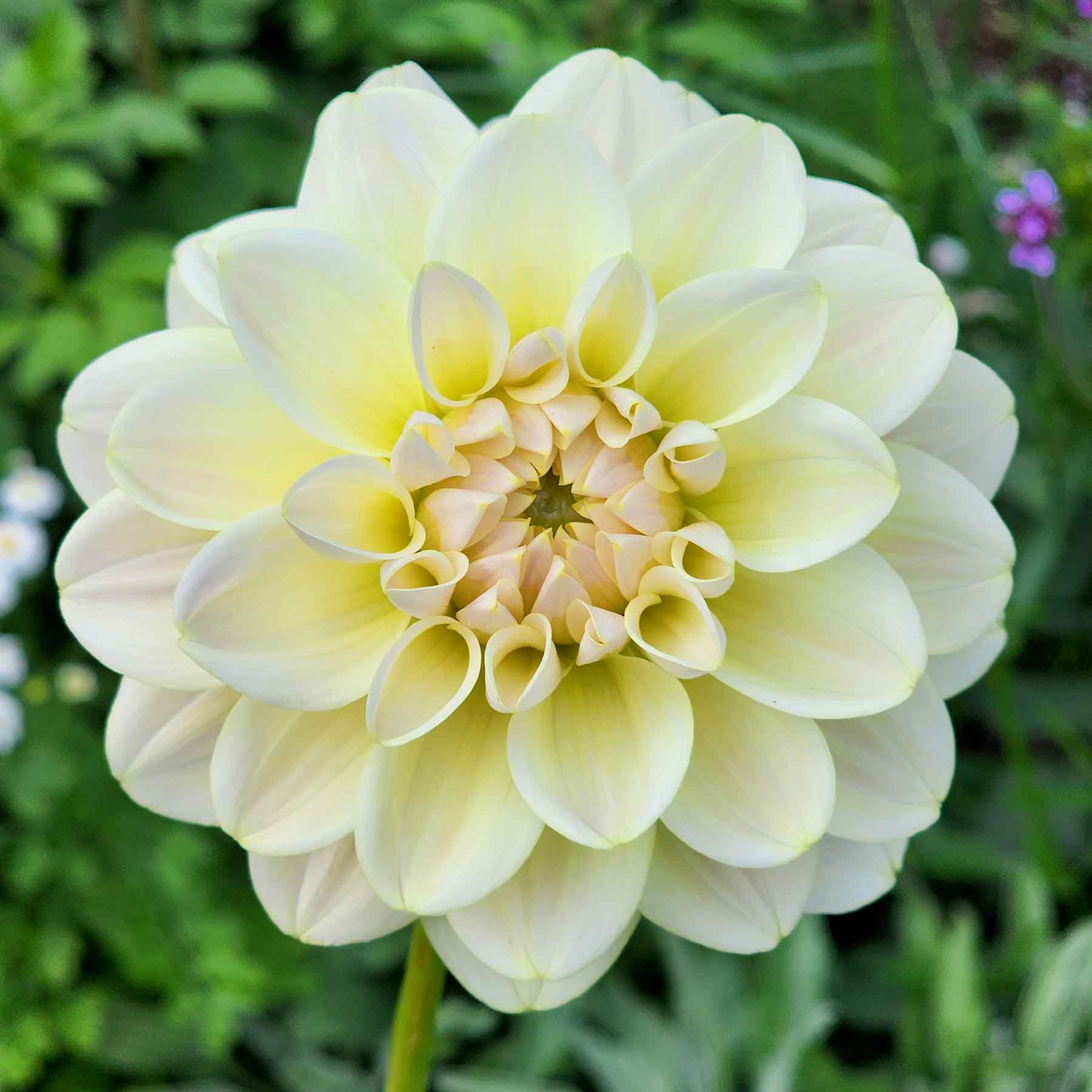 caramel antique dahlia canada