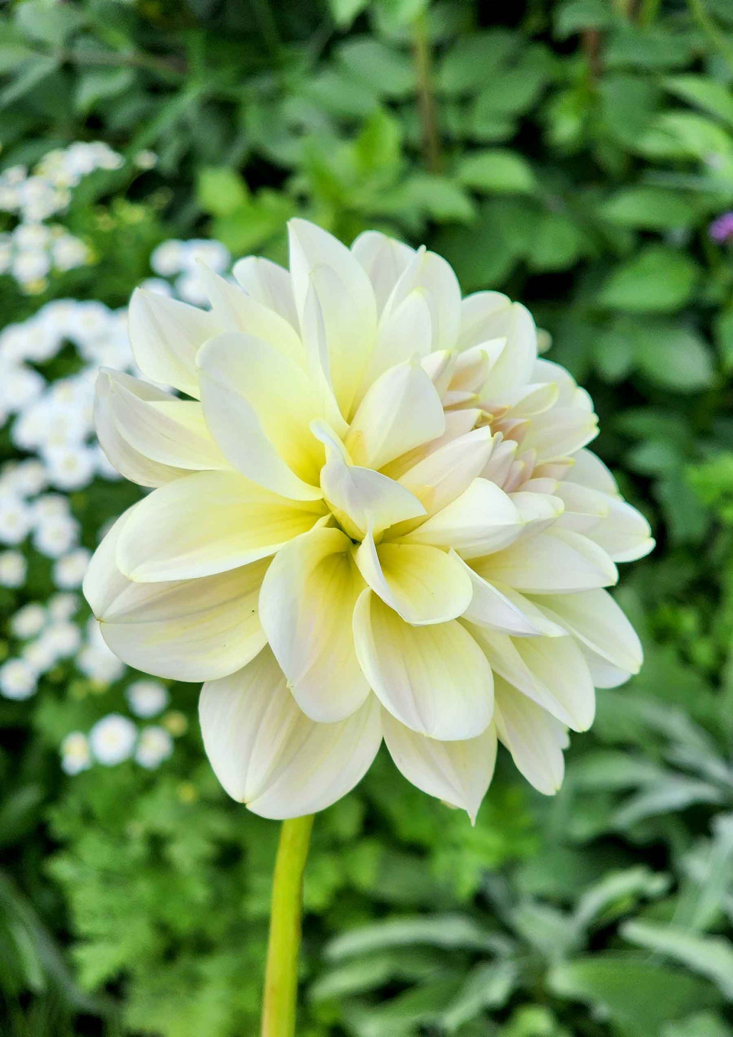 Caramel antique dahlia