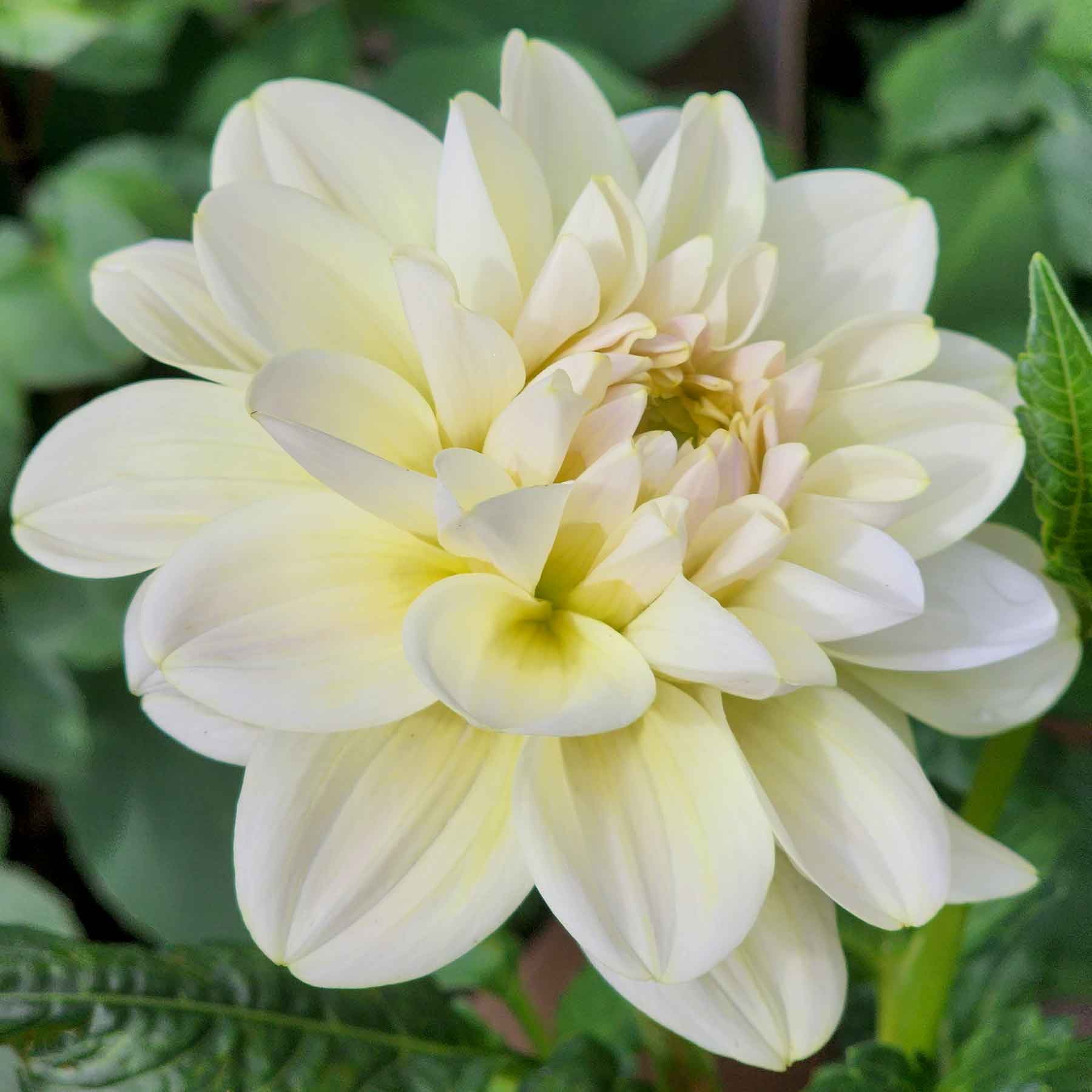 Caramel Antique dahlia Canada