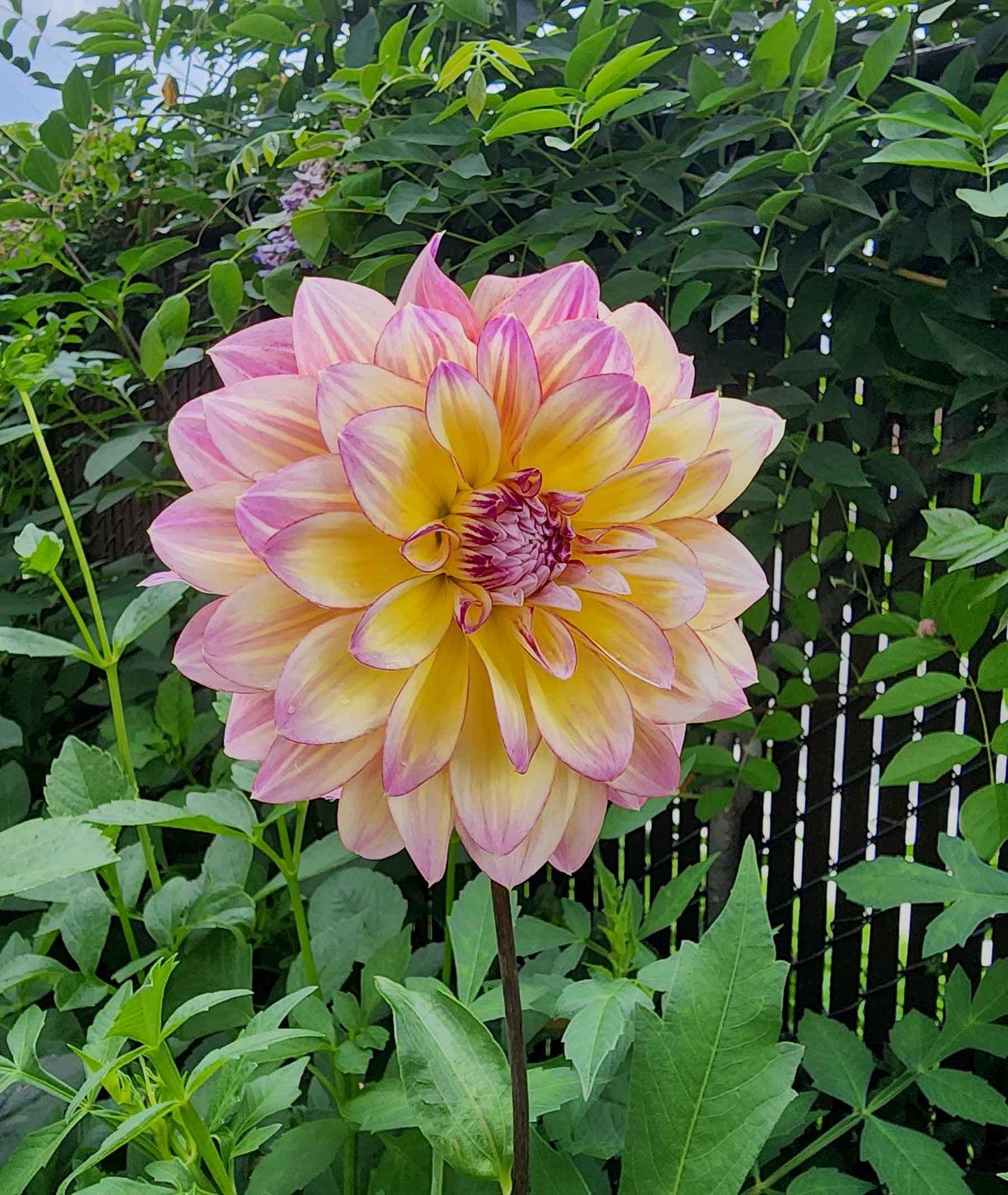 Dahlia Caribbean Fantasy (tuber)