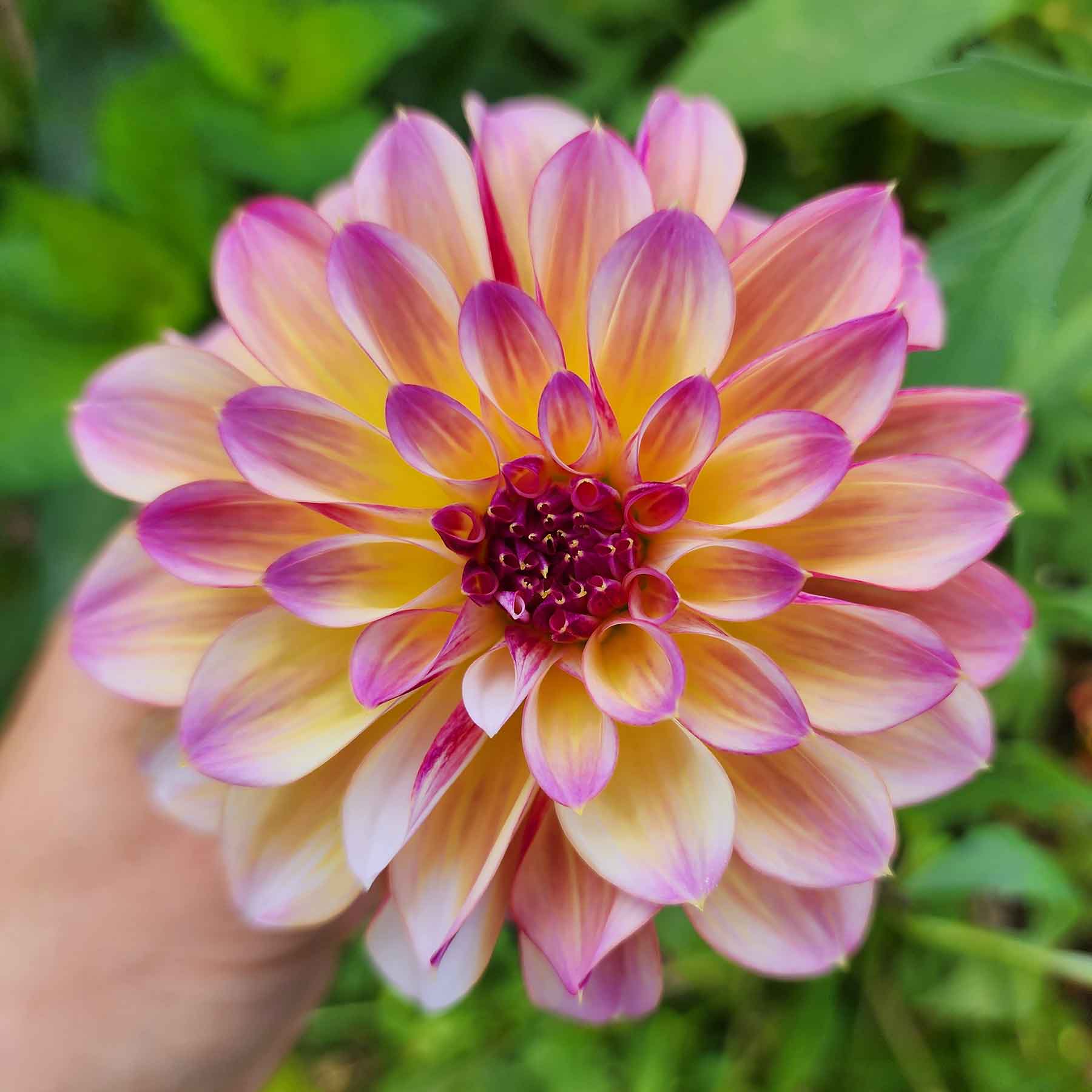 caribbean fantasy dahlia canada