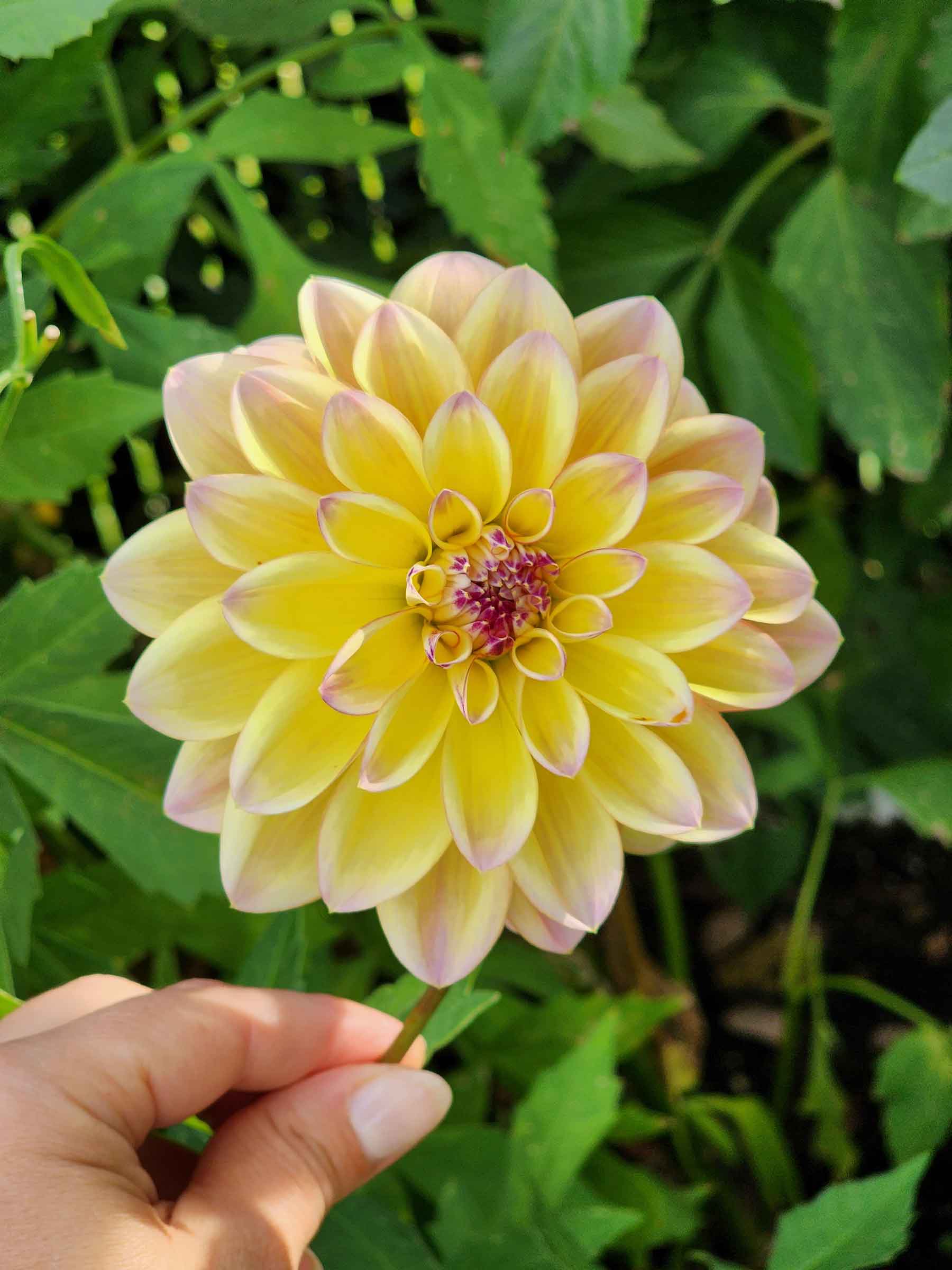 dahlia tubers canada