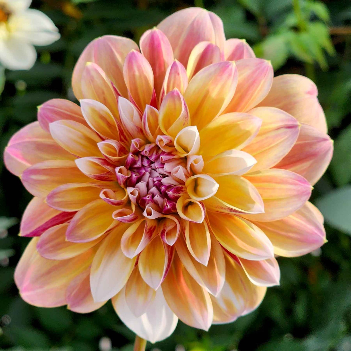 caribbean fantasy dahlia canada