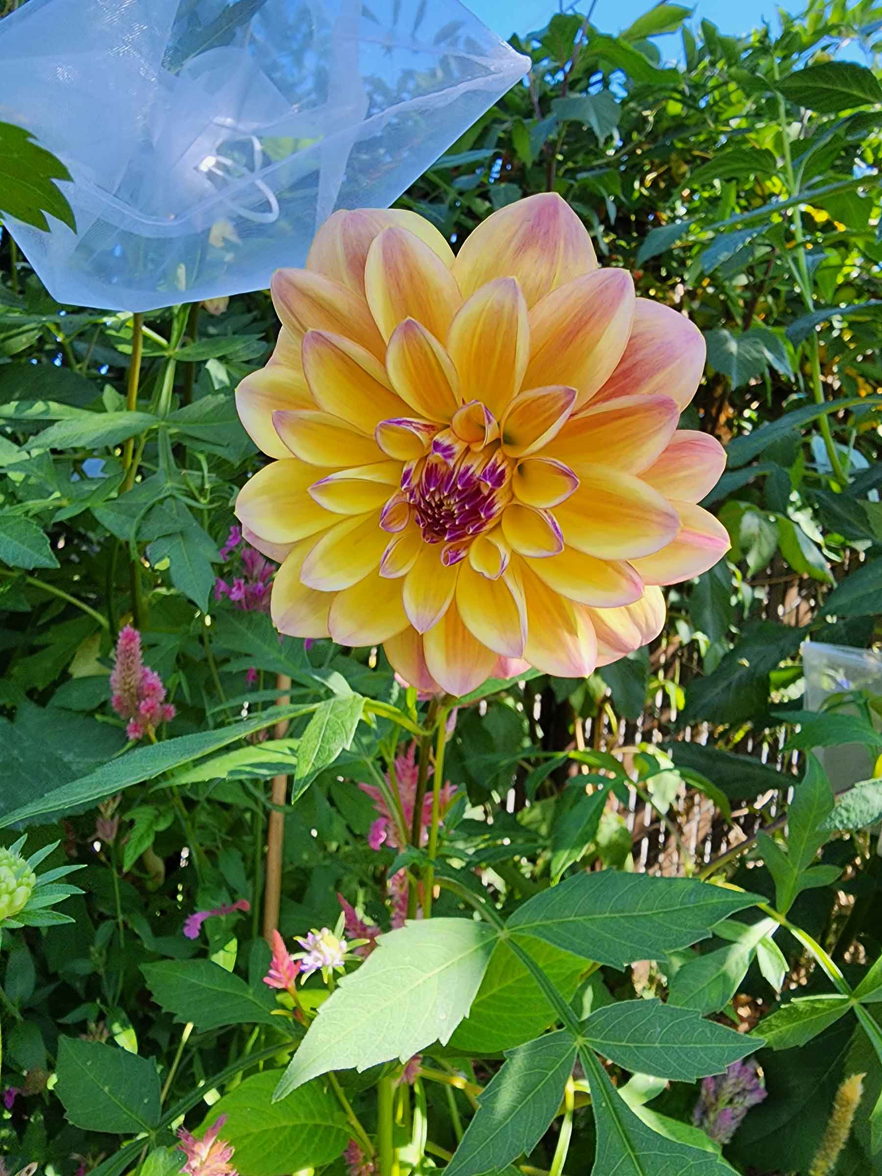 caribbean fantasy dahlia