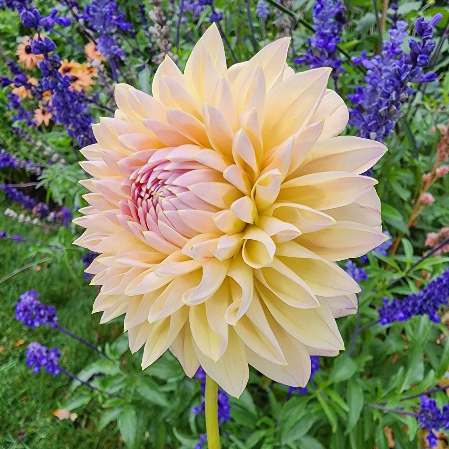 castle drive dahlia