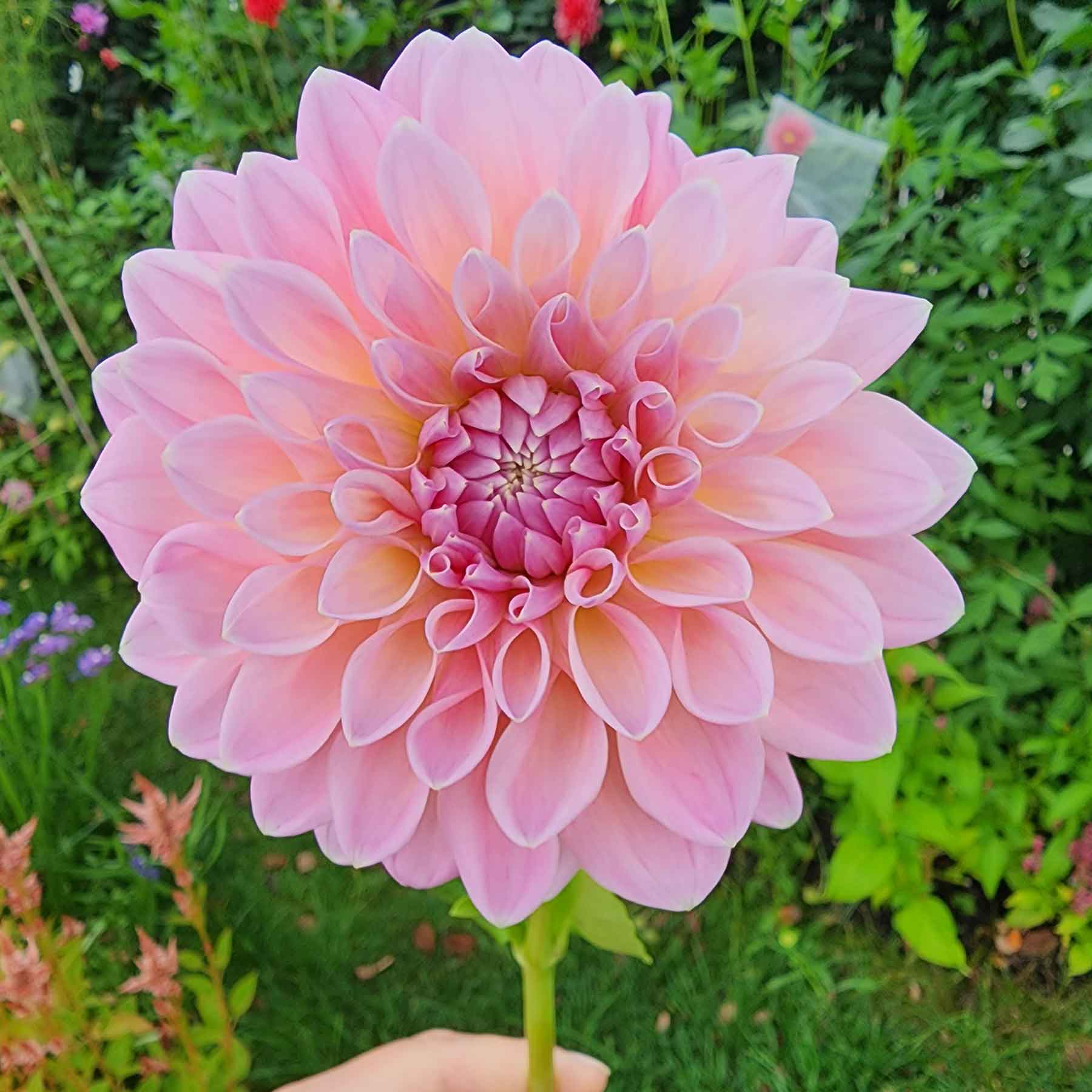 castle drive dahlia