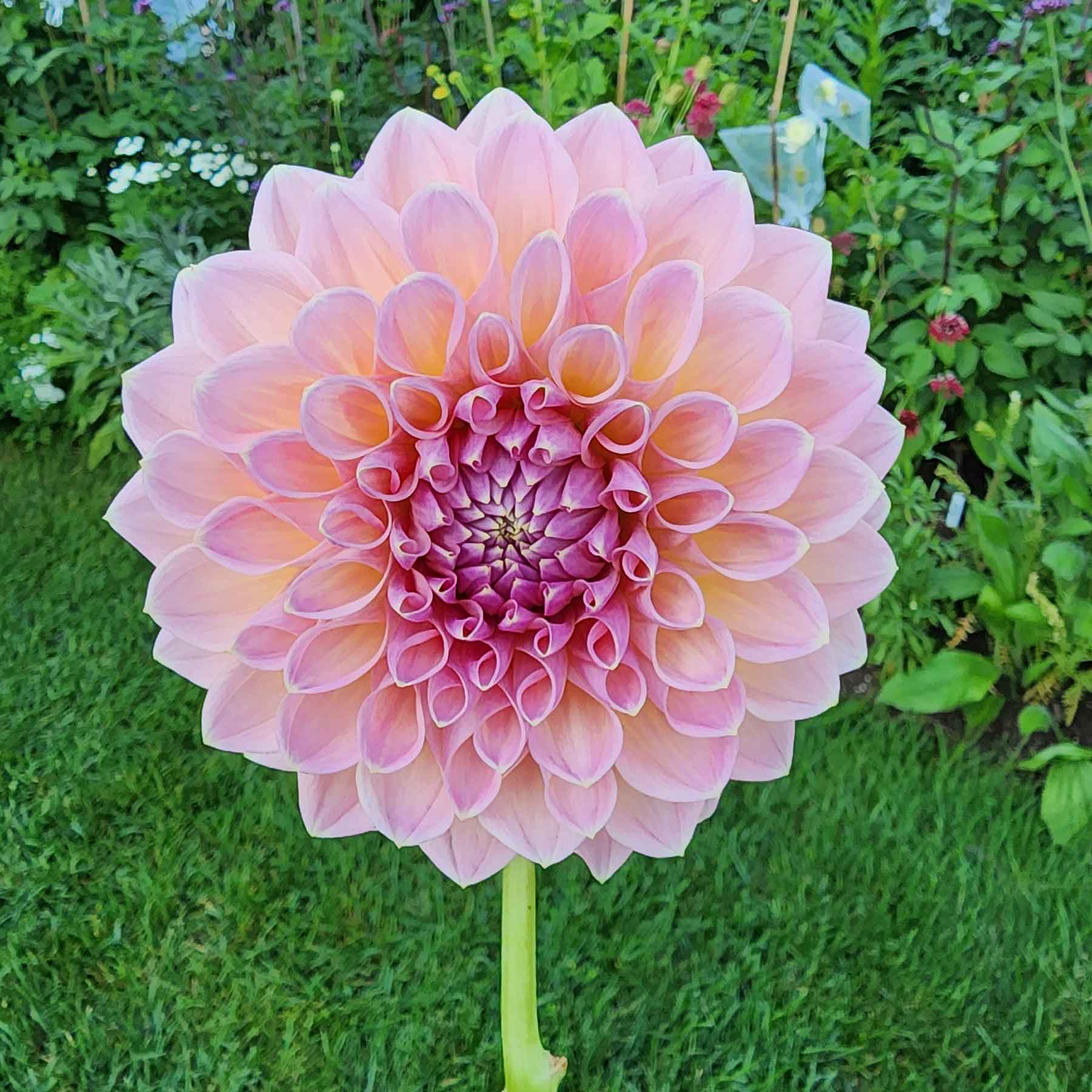 Castle drive dahlia tubers canada