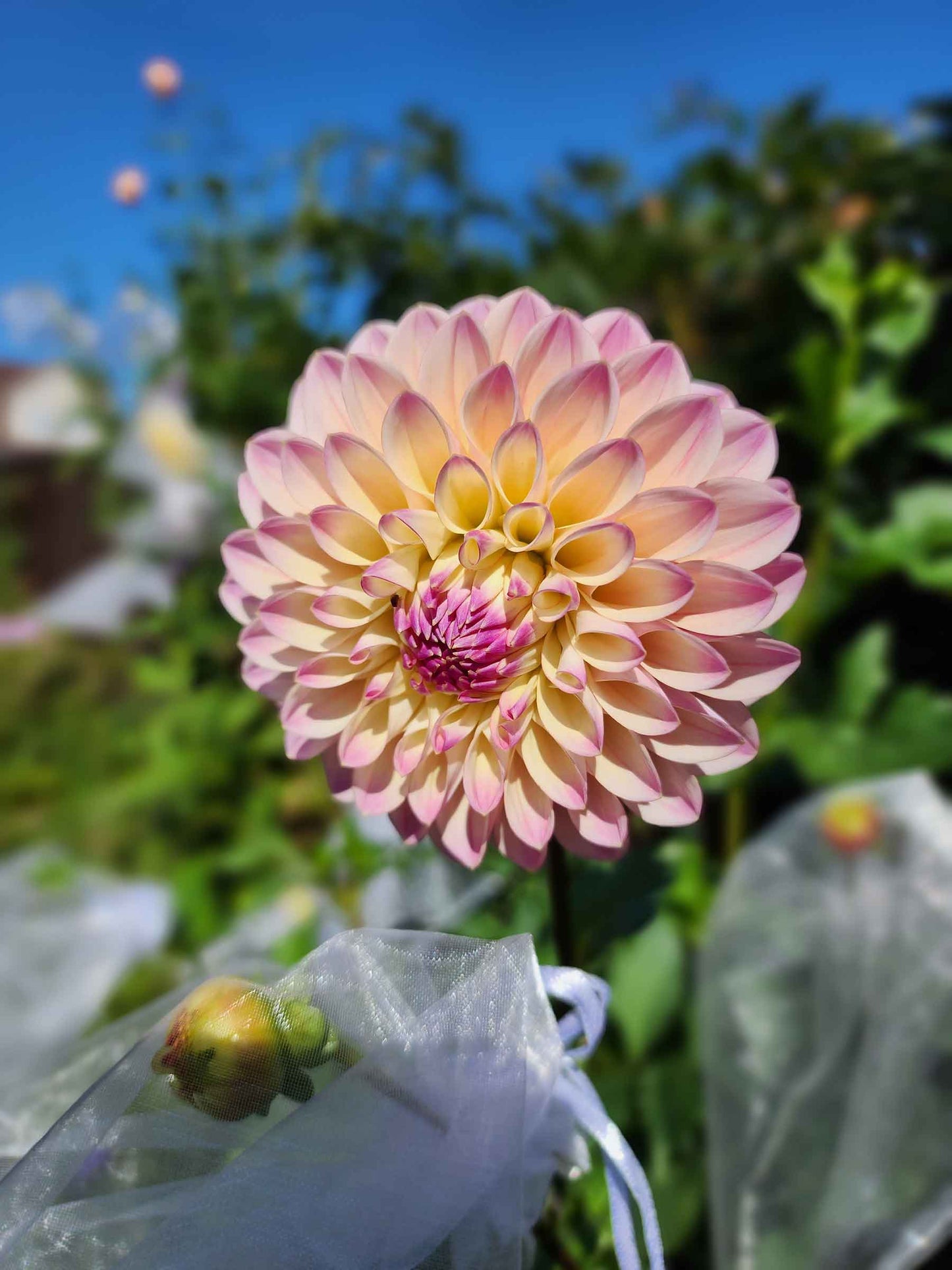 Dahlia Coralie (tuber)